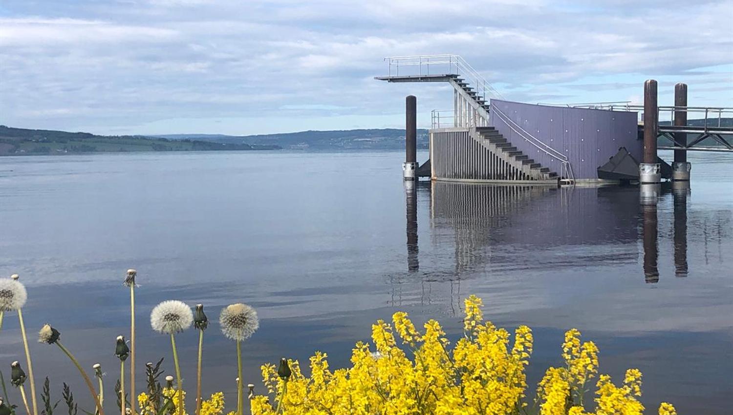 Stupetårnet Hamar,En badebrygge og stupetårn står i rolig vann med gule blomster i forgrunnen.