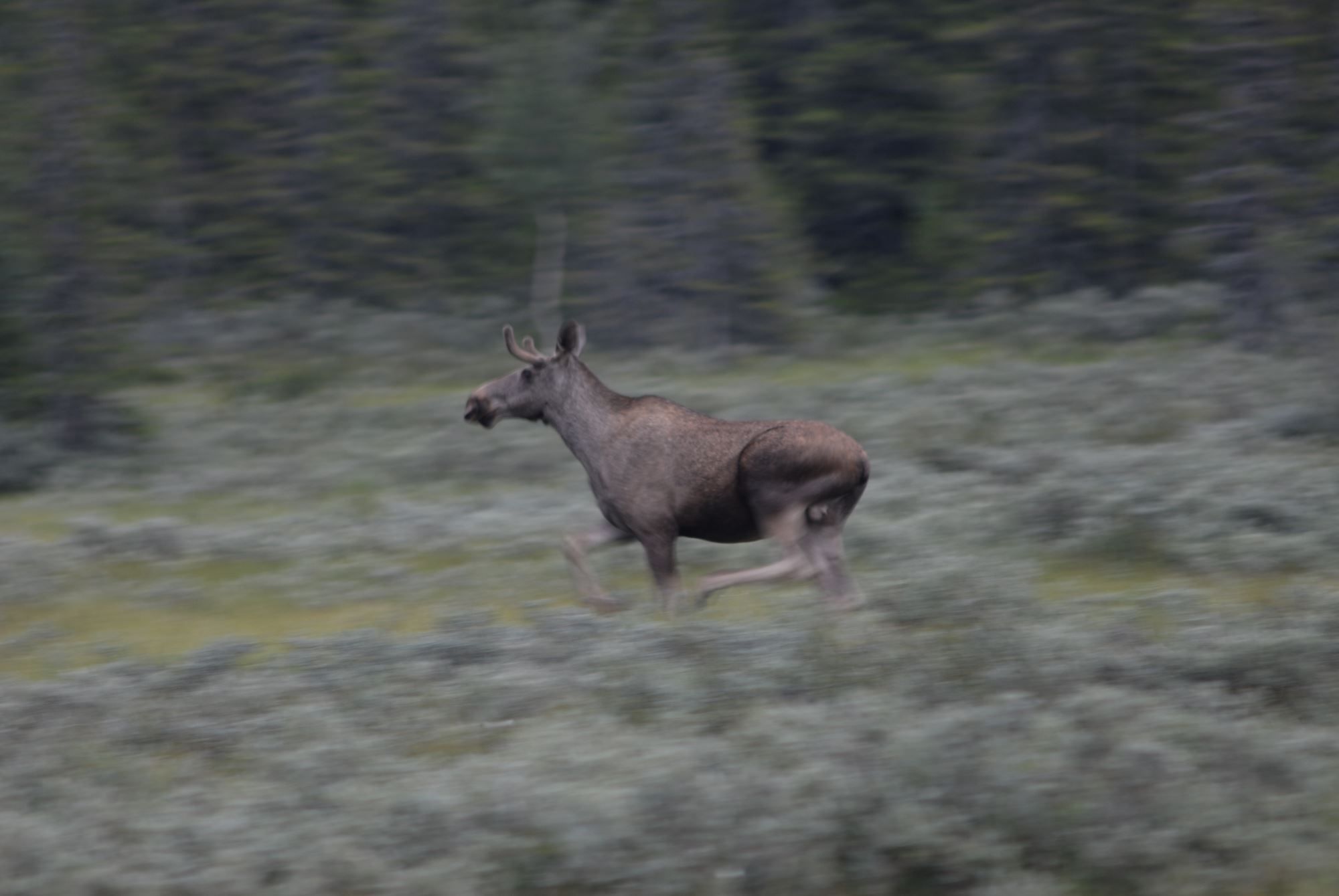 Moose Safari