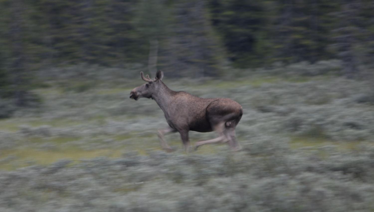 Moose Safari