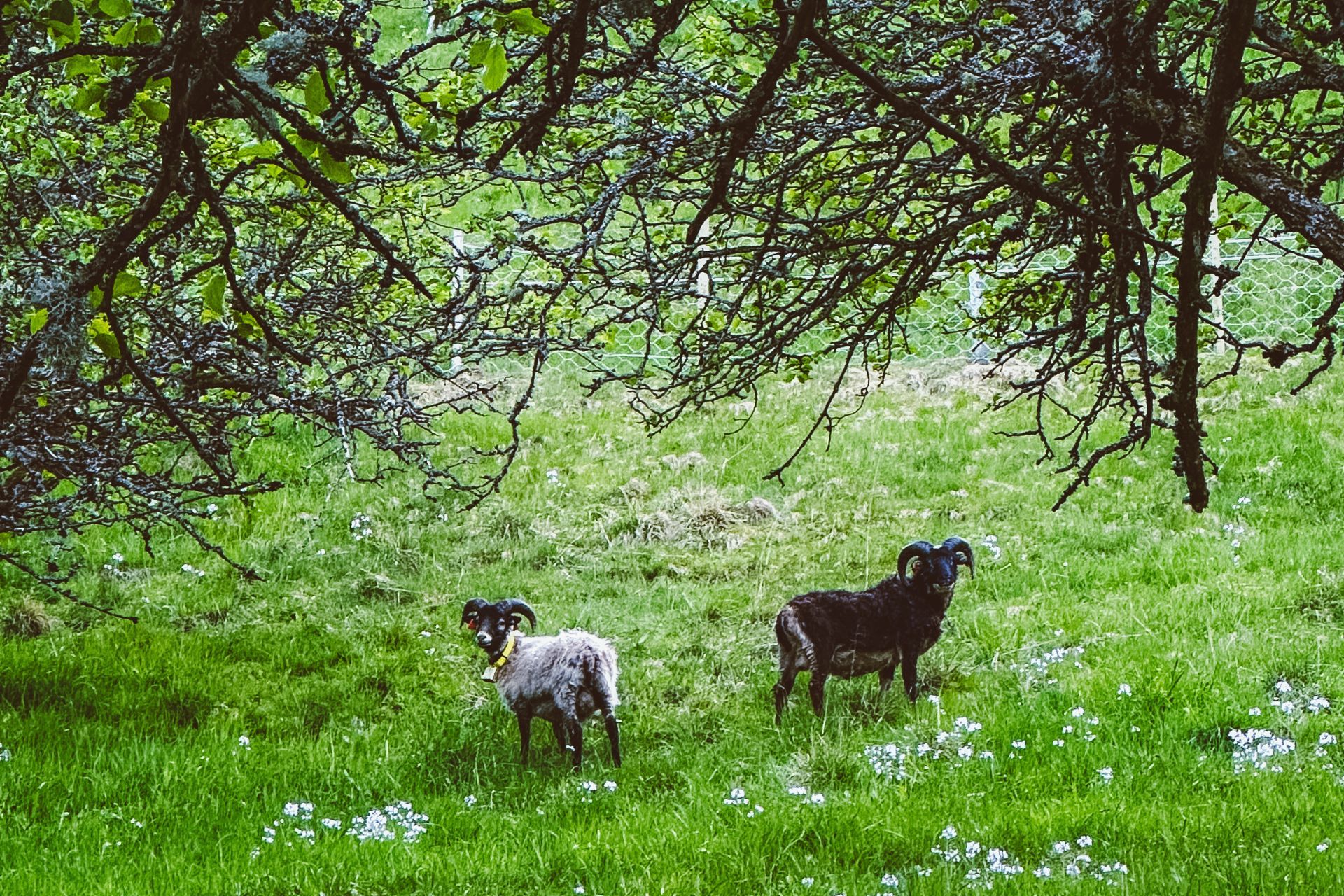 Flåm Fjord Farm