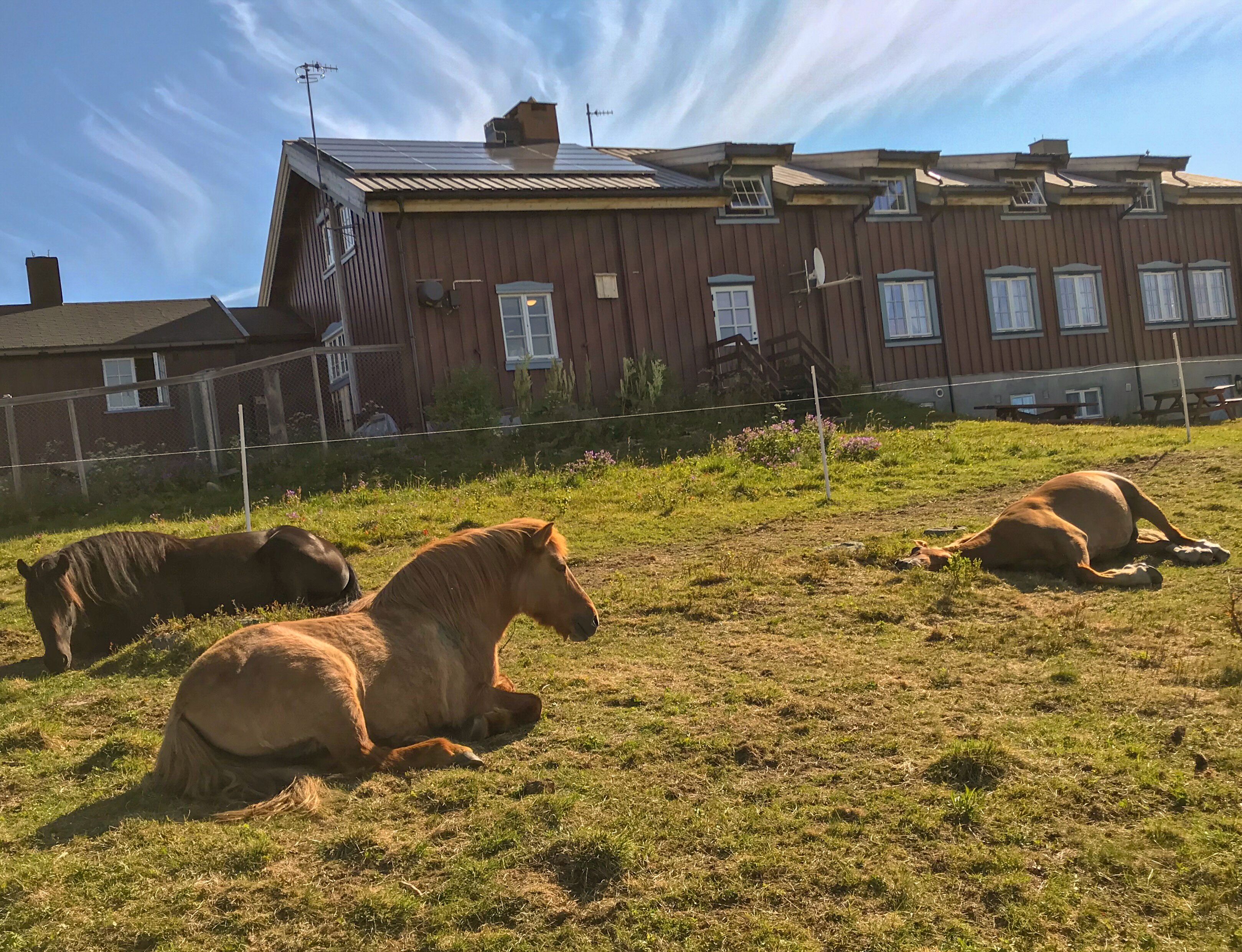 Hester som ligger utenfor Liomseter Turisthytte