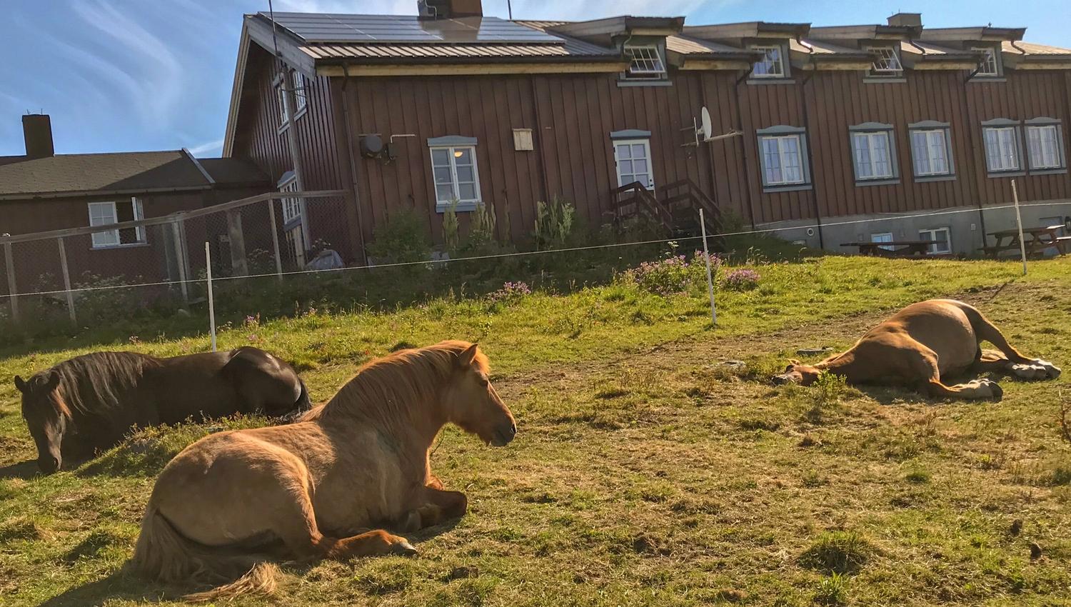 Hester som ligger utenfor Liomseter Turisthytte