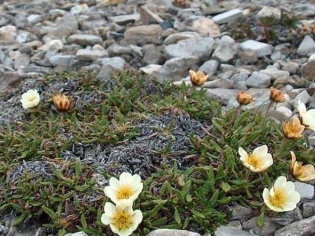 Arctic Plant life - North Cape Edition