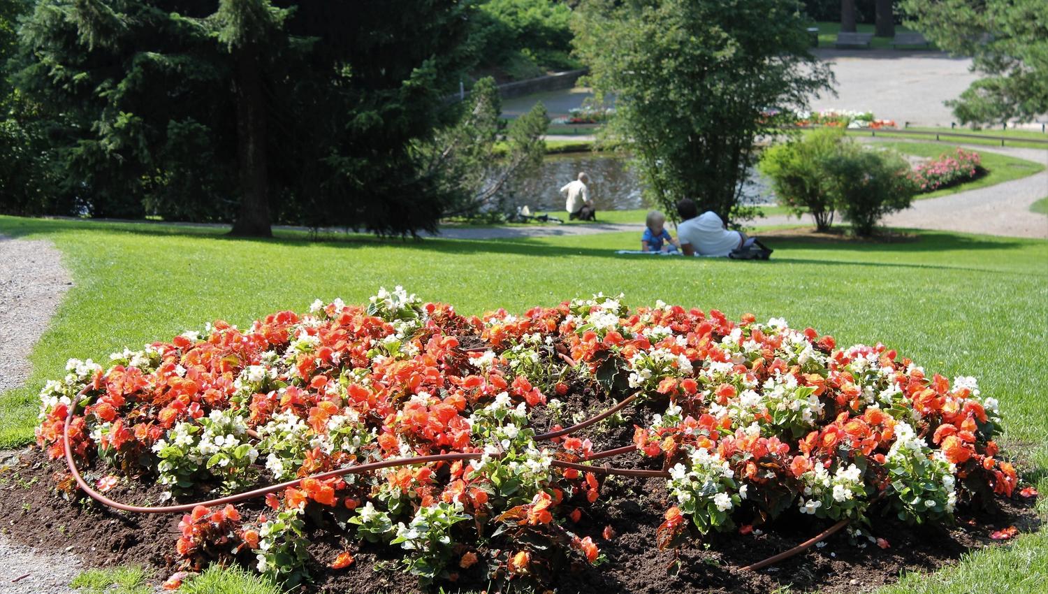 Rundt blomsterbed med røde og hvite blomster på grønn plen, med trær, dam og mennesker som hviler i bakgrunnen..