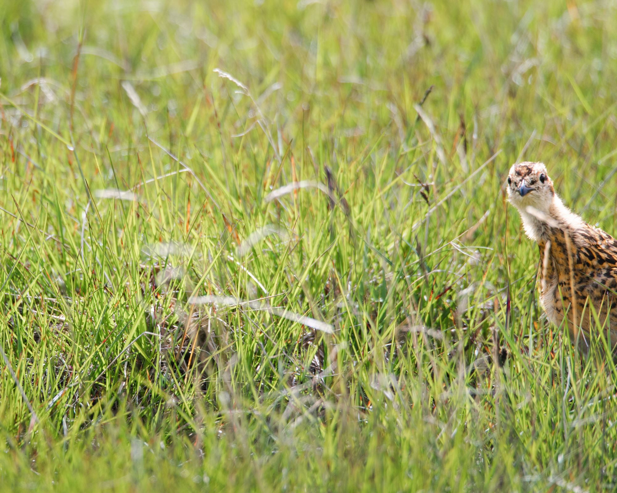 Bird watching with guide