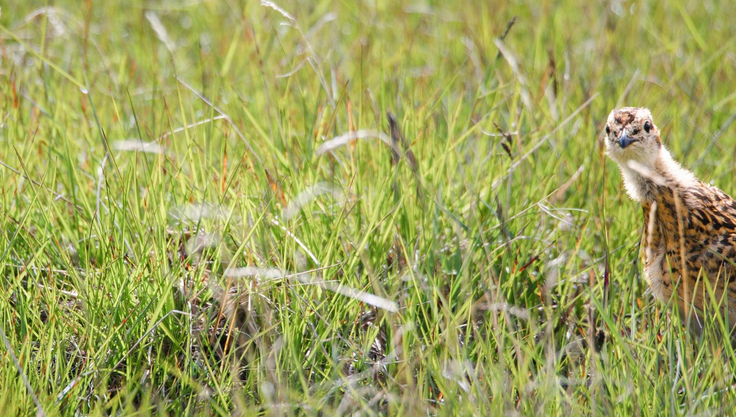 Bird watching with guide