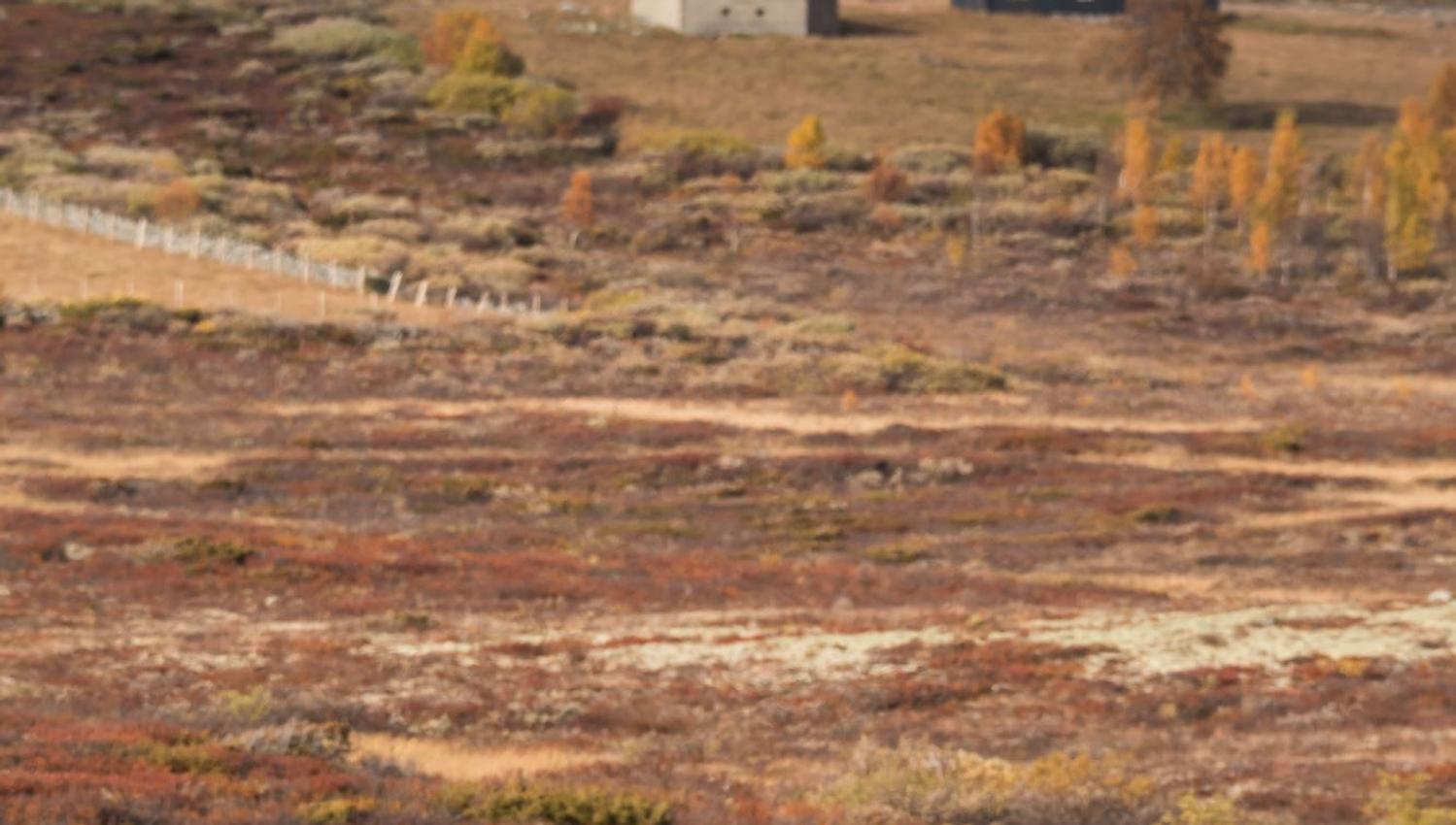 Fotosafari med personlig guide