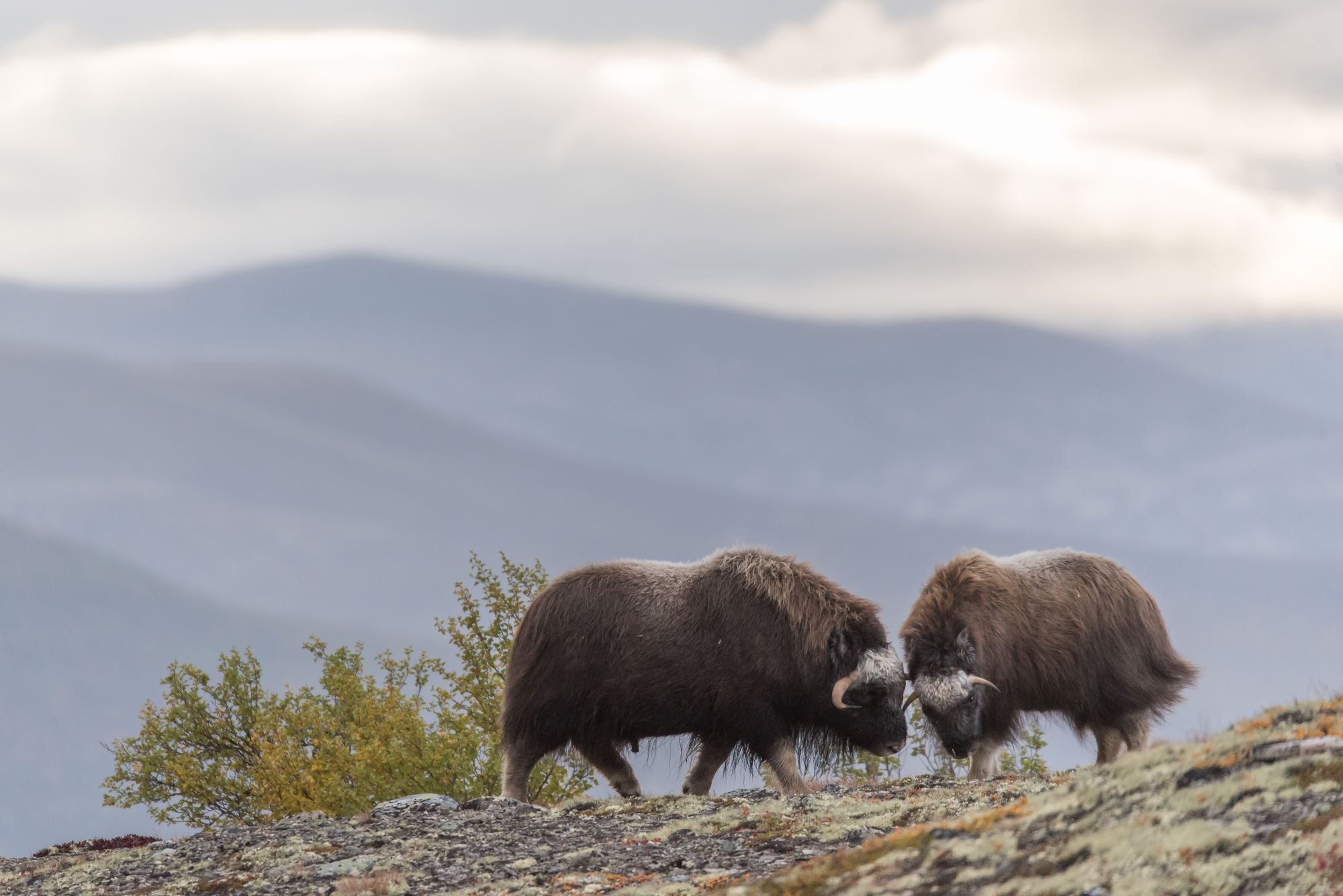 Moskussafari m/personlig guide, 2 dager