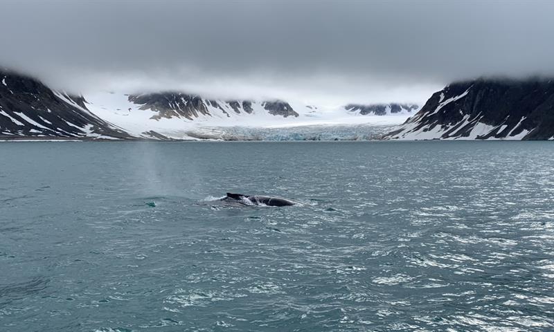 A whale breaching the surface of a fjord with a glacier in the background
