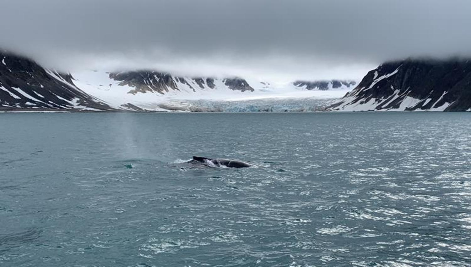 A whale breaching the surface of a fjord with a glacier in the background