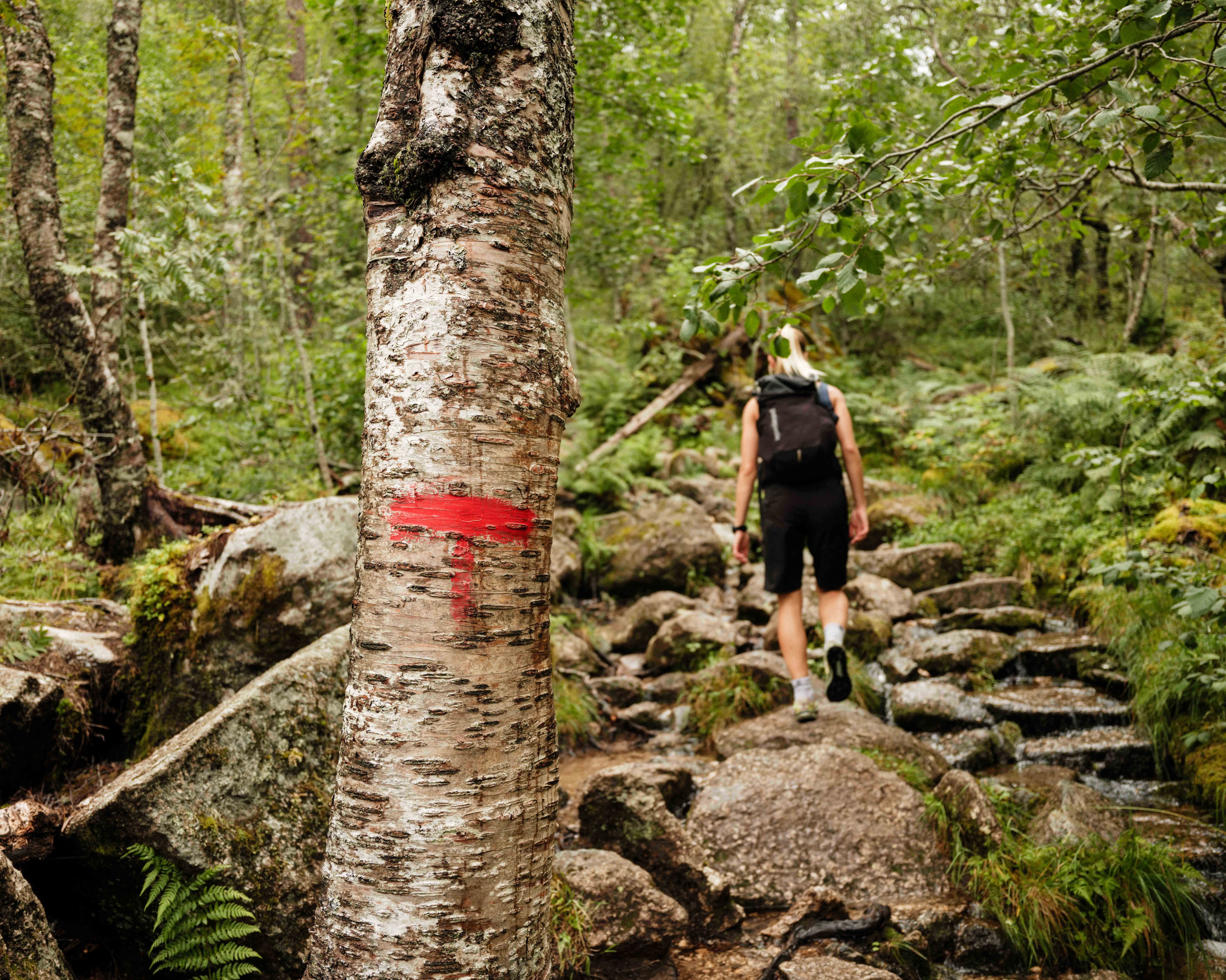 Den raude T-en viser veg gjennom skog og stein på stien opp Husedalen.
