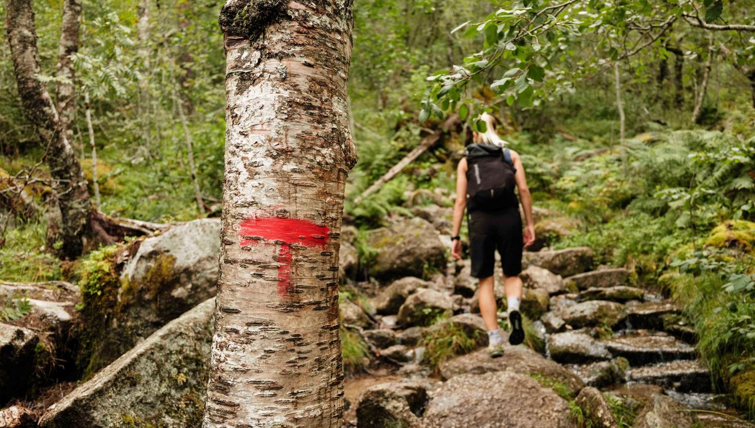 Den raude T-en viser veg gjennom skog og stein på stien opp Husedalen.