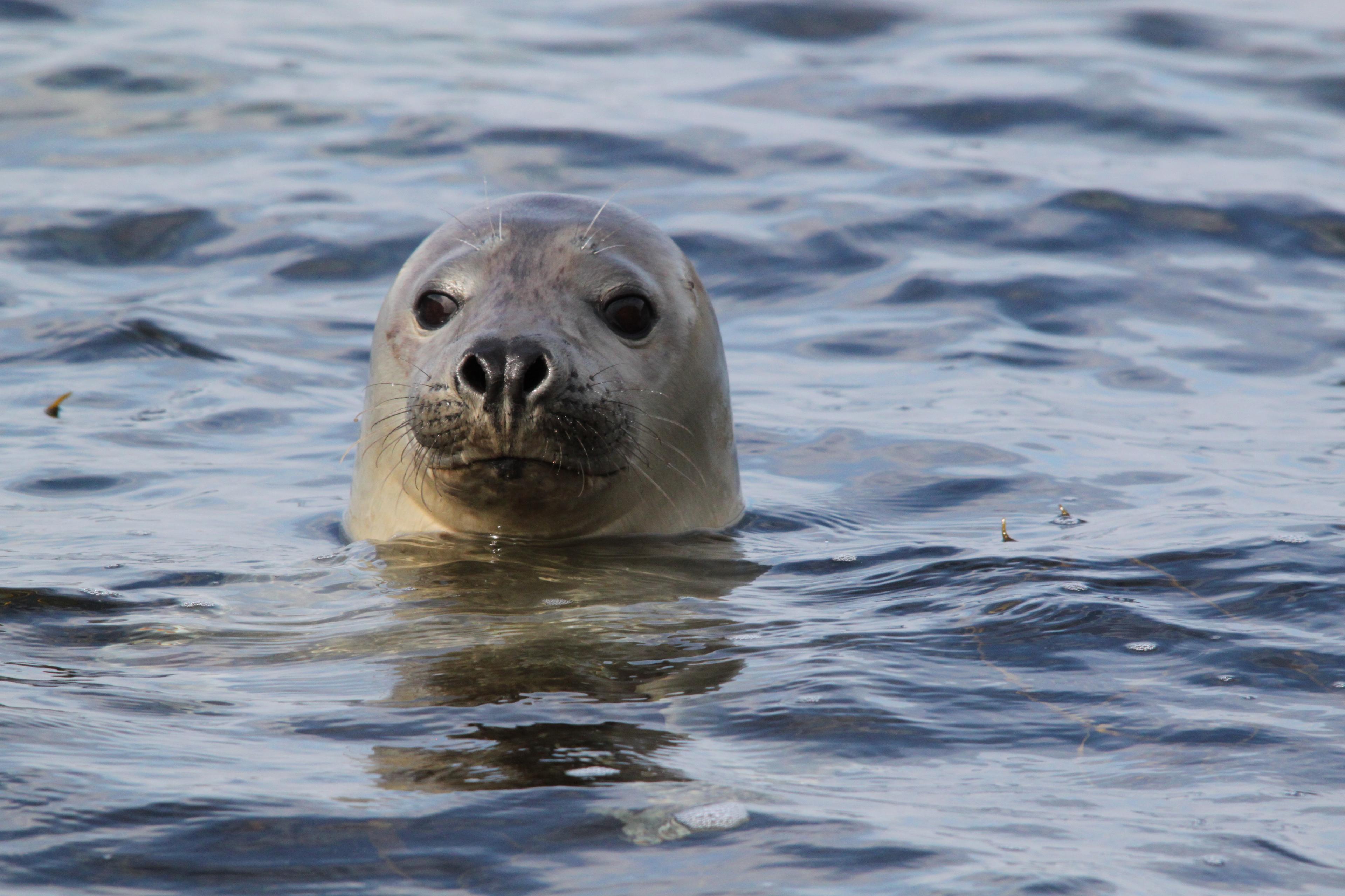 Seal safari with snorkel at Atlanterhavsveien - Strømsholmen Sjøsportsenter
