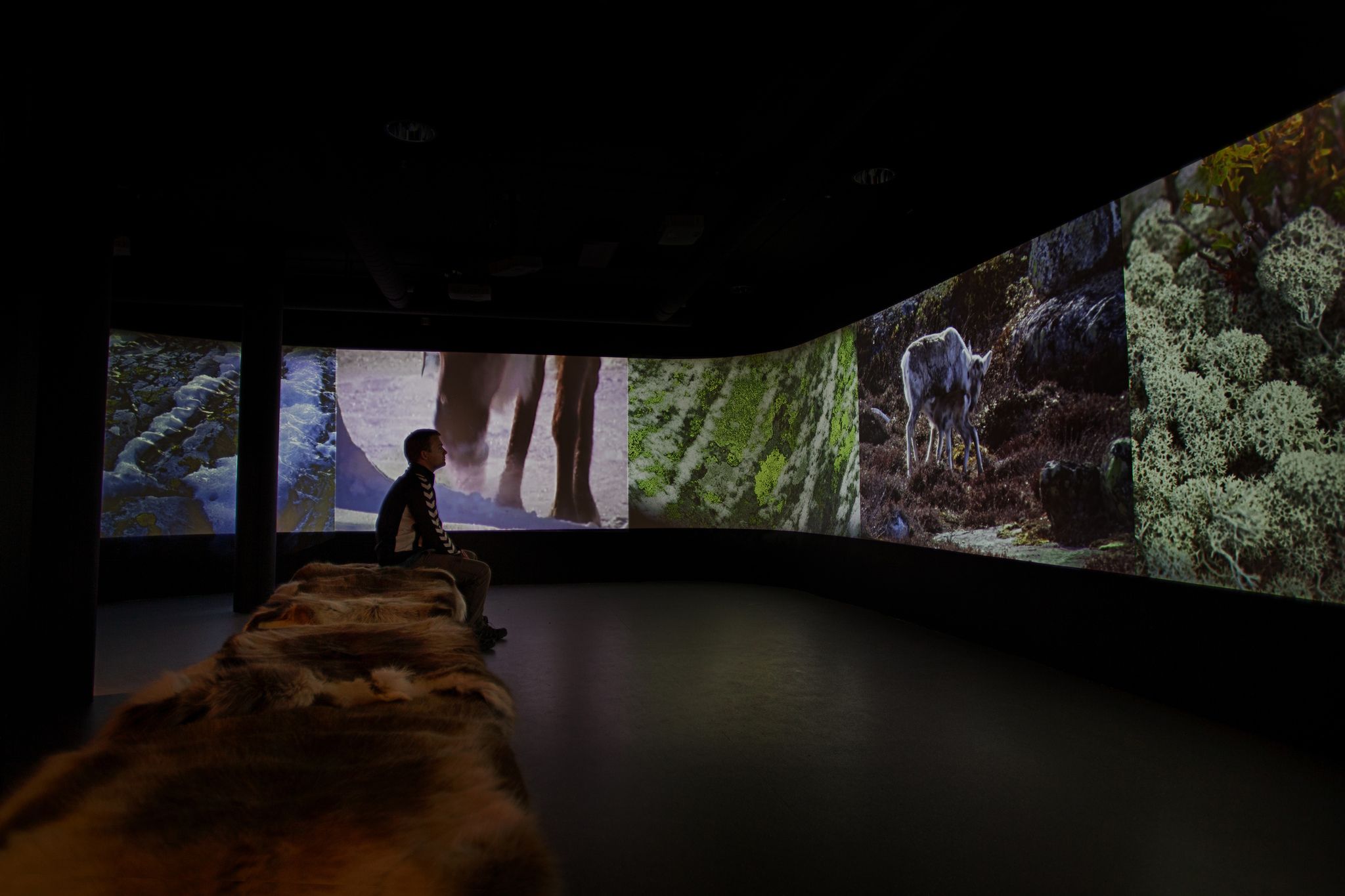 reindeer exhibition at Hardangervidda National Park Center 