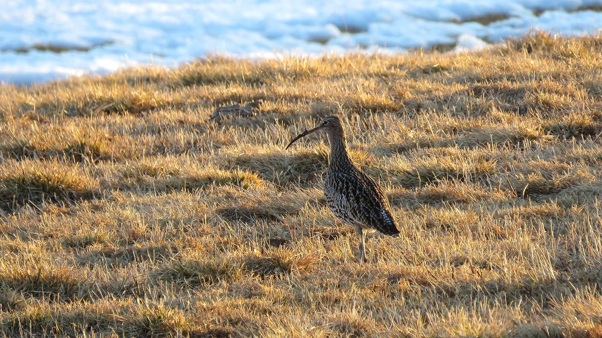 Eurasian Curlew on a partly snow-covered field in the evening sun