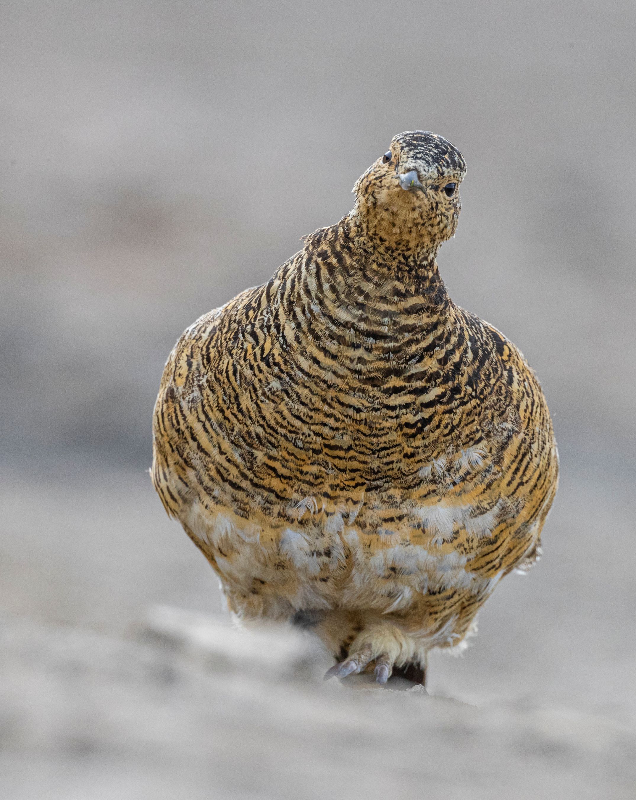 Close up of a Ptarmigan 