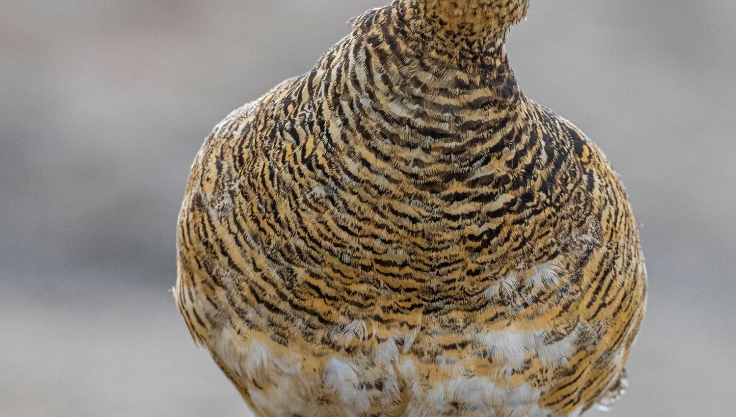 Close up of a Ptarmigan