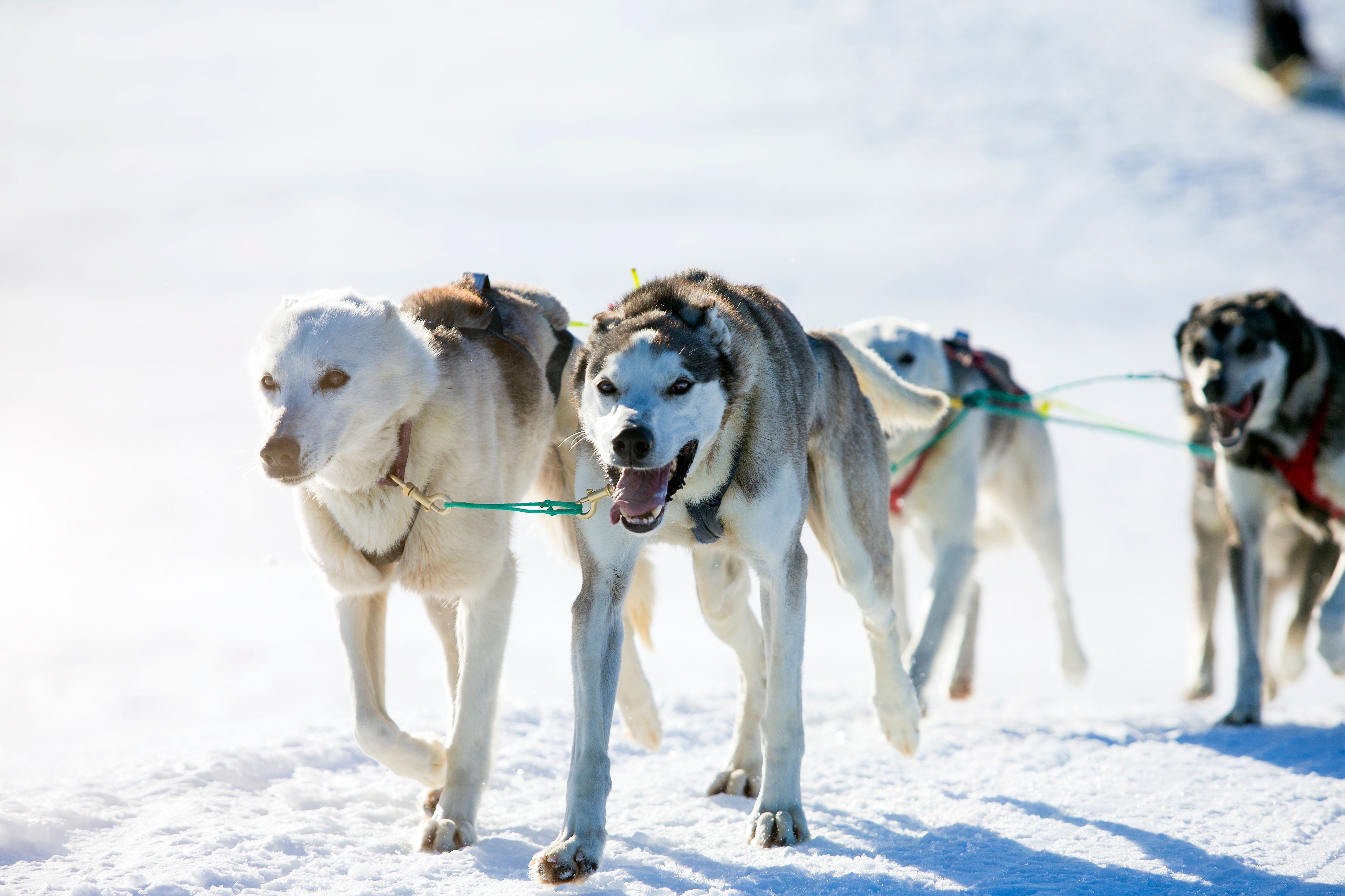 Haukeli Husky