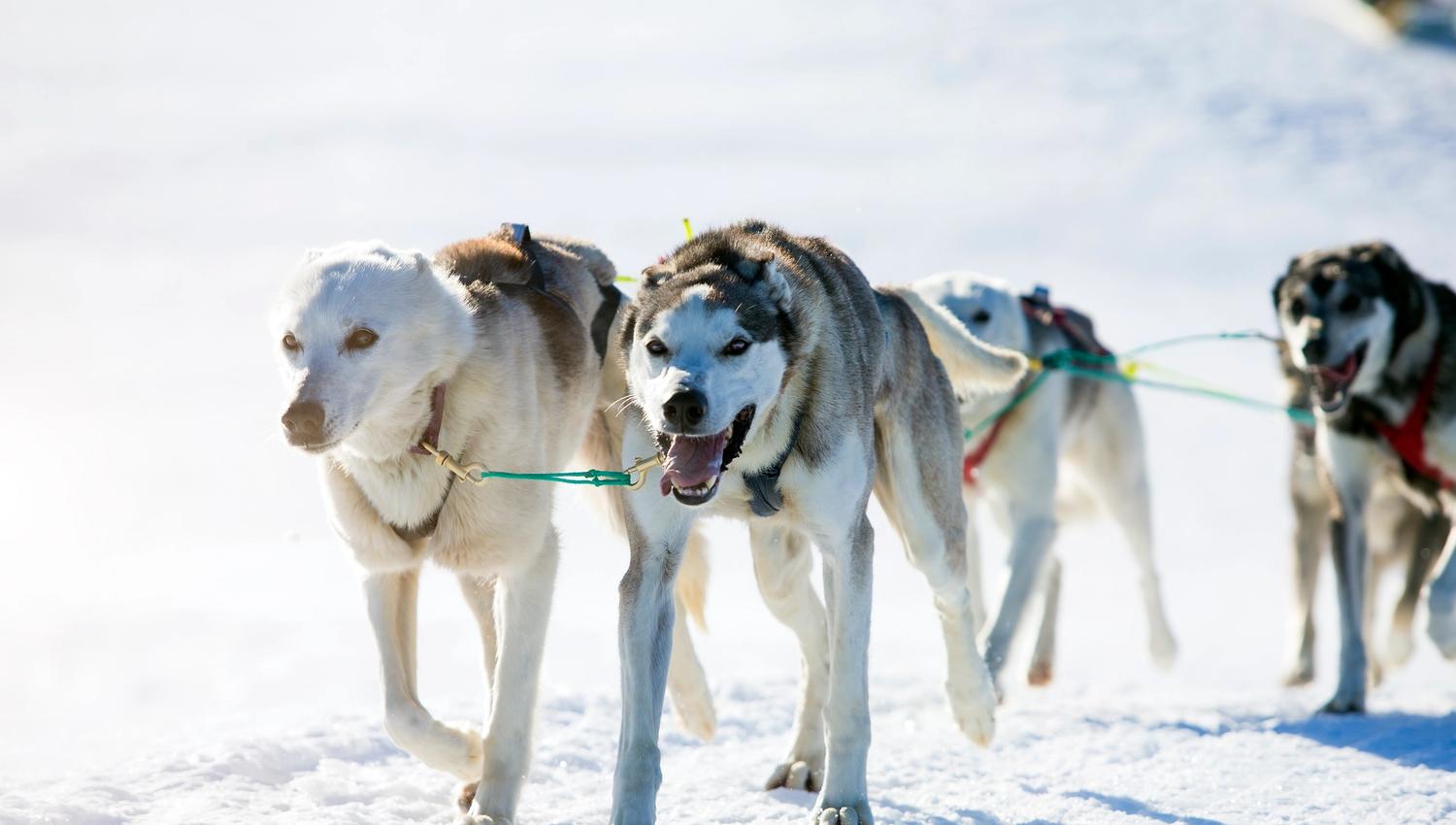 Haukeli Husky