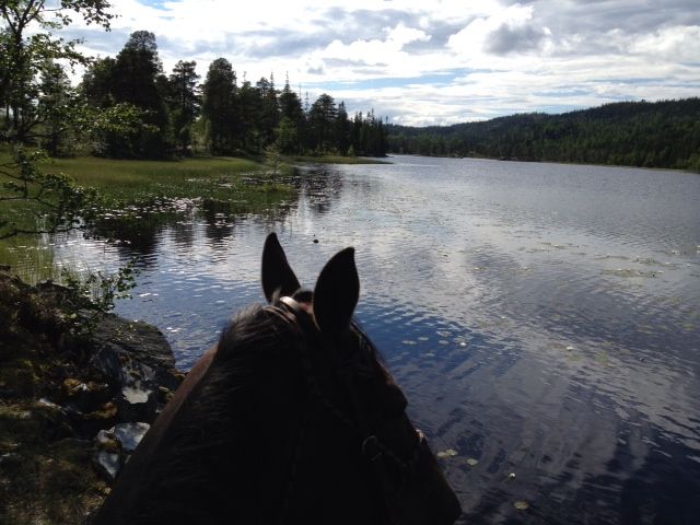 snåsa dravlandseteren (9)