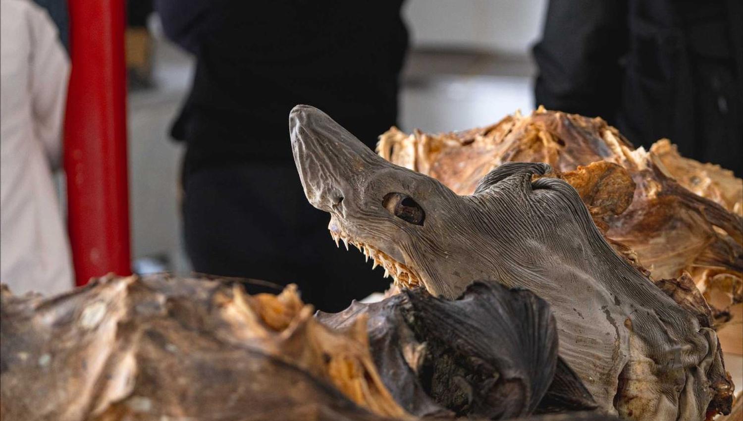 Diaplay of different types of fish