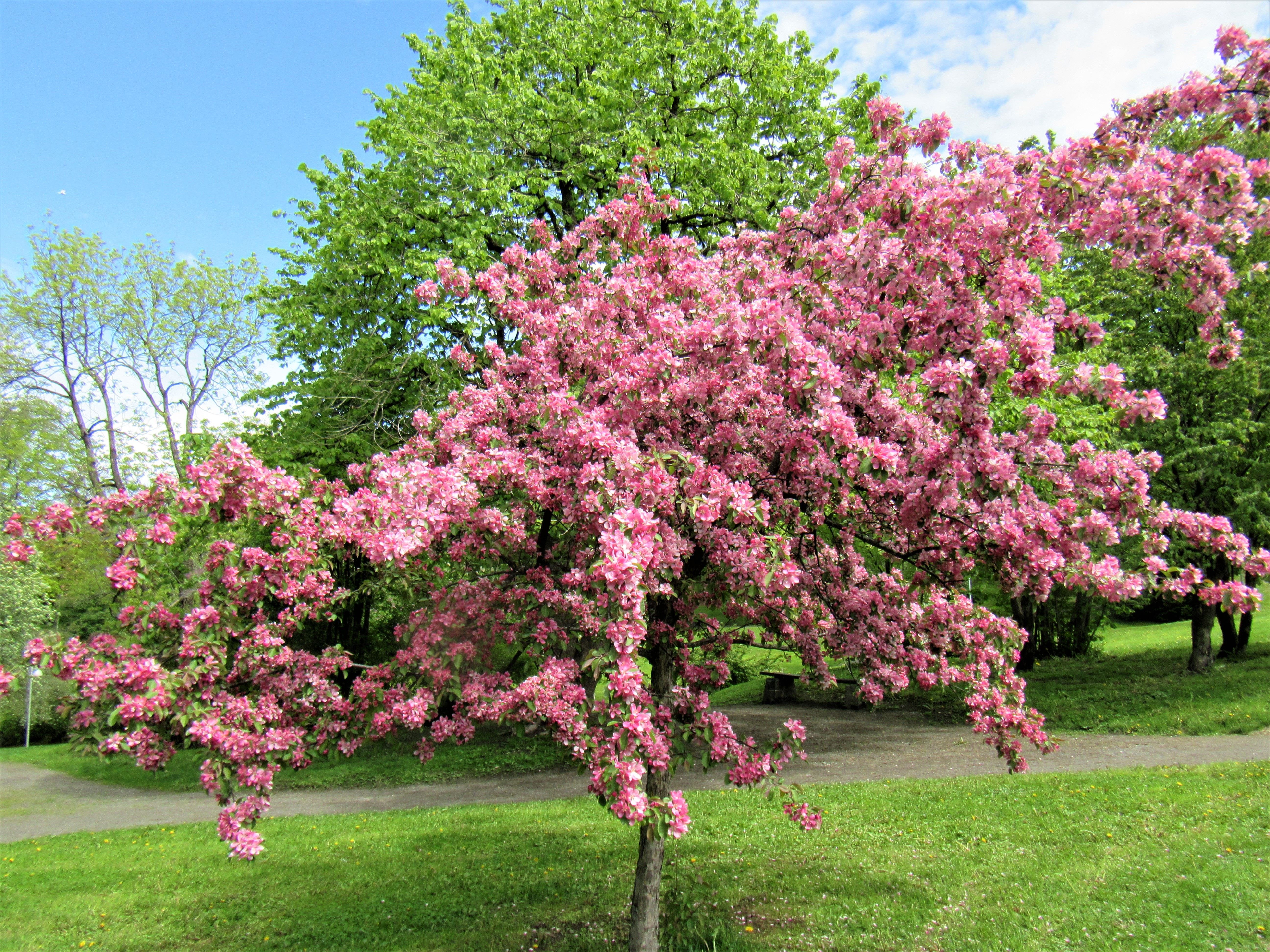 Et tre med rikelige rosa blomster står på en gressplen i en park, med grønn skog og blå himmel bak..