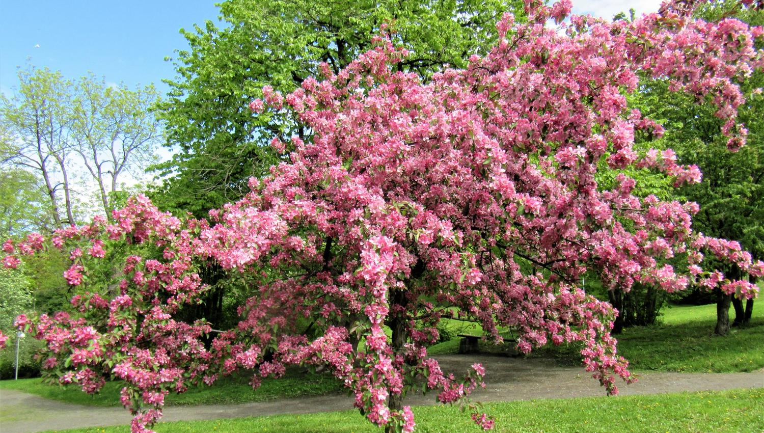 Et tre med rikelige rosa blomster står på en gressplen i en park, med grønn skog og blå himmel bak..