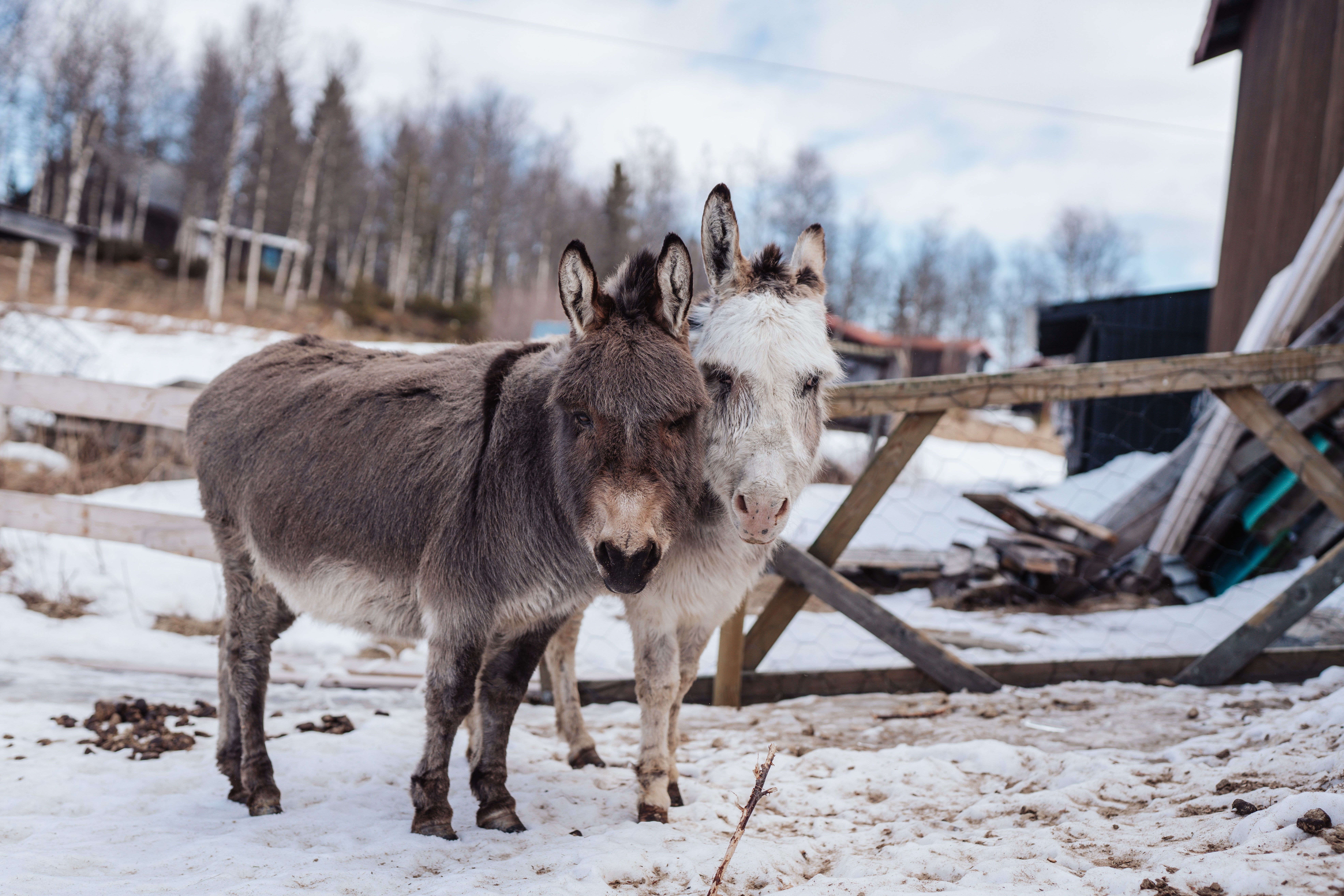 Fotograf Stian van der Meeren 52