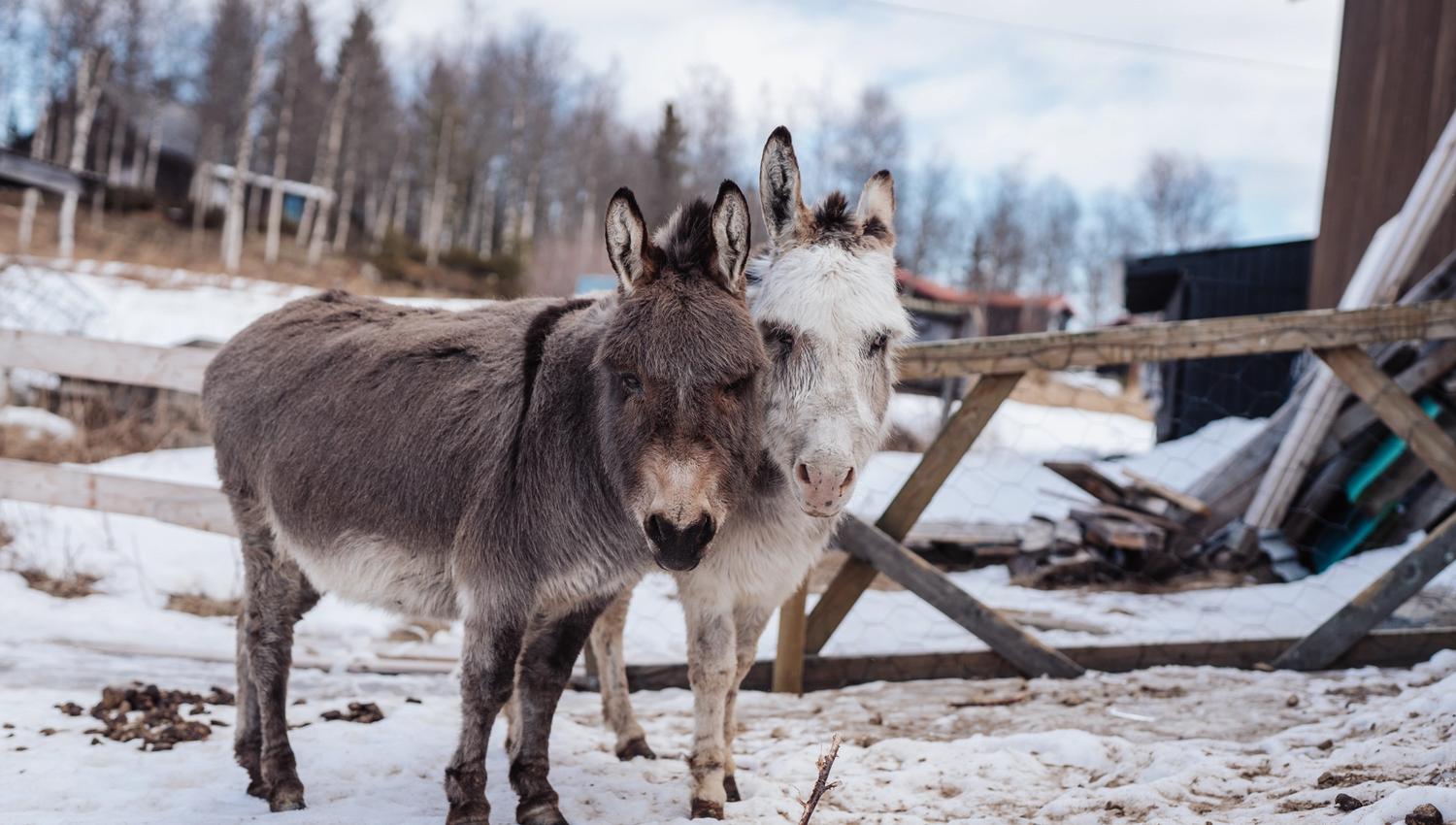 Fotograf Stian van der Meeren 52