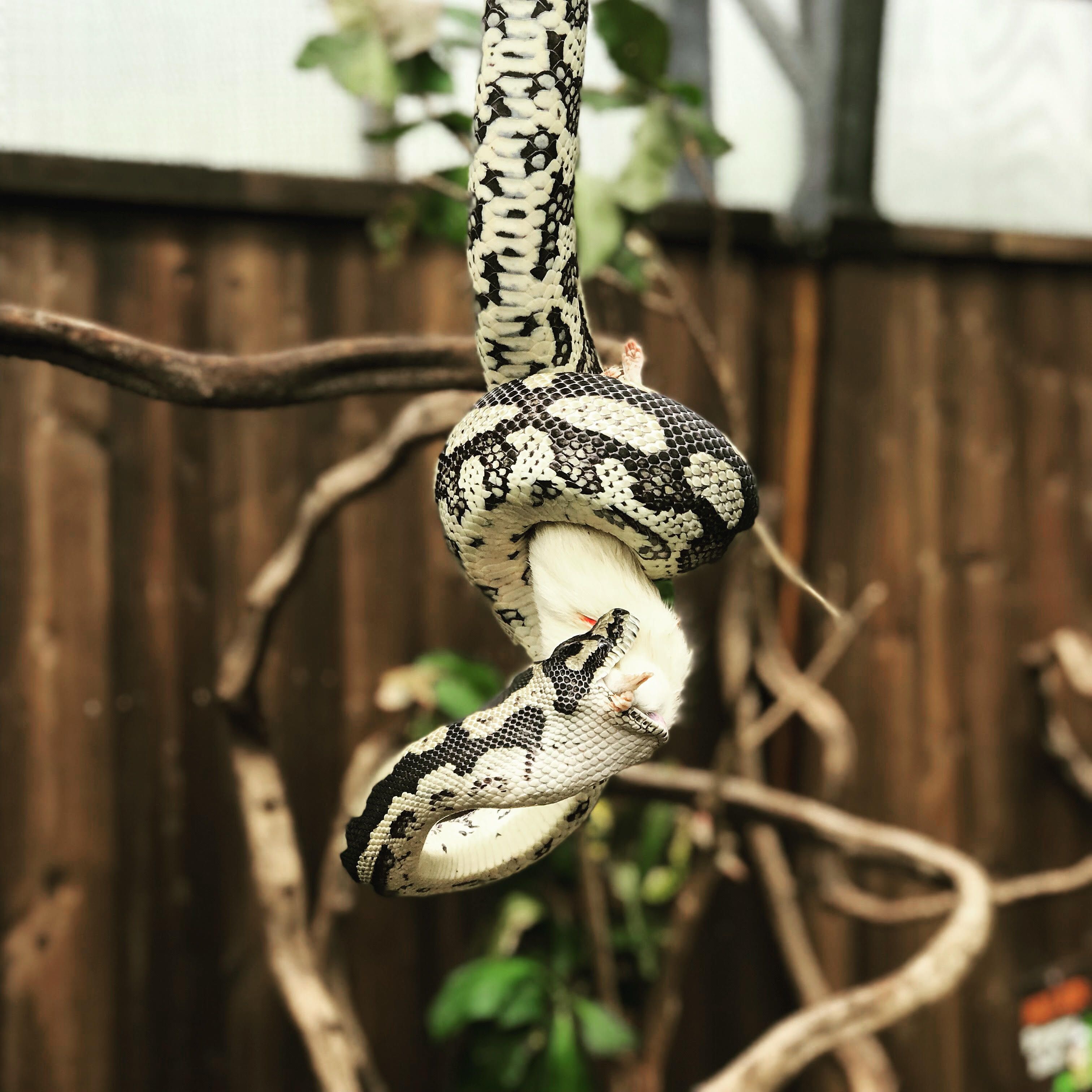 Gjerstad-Den-Lille-Dyrehage-slangejungelen