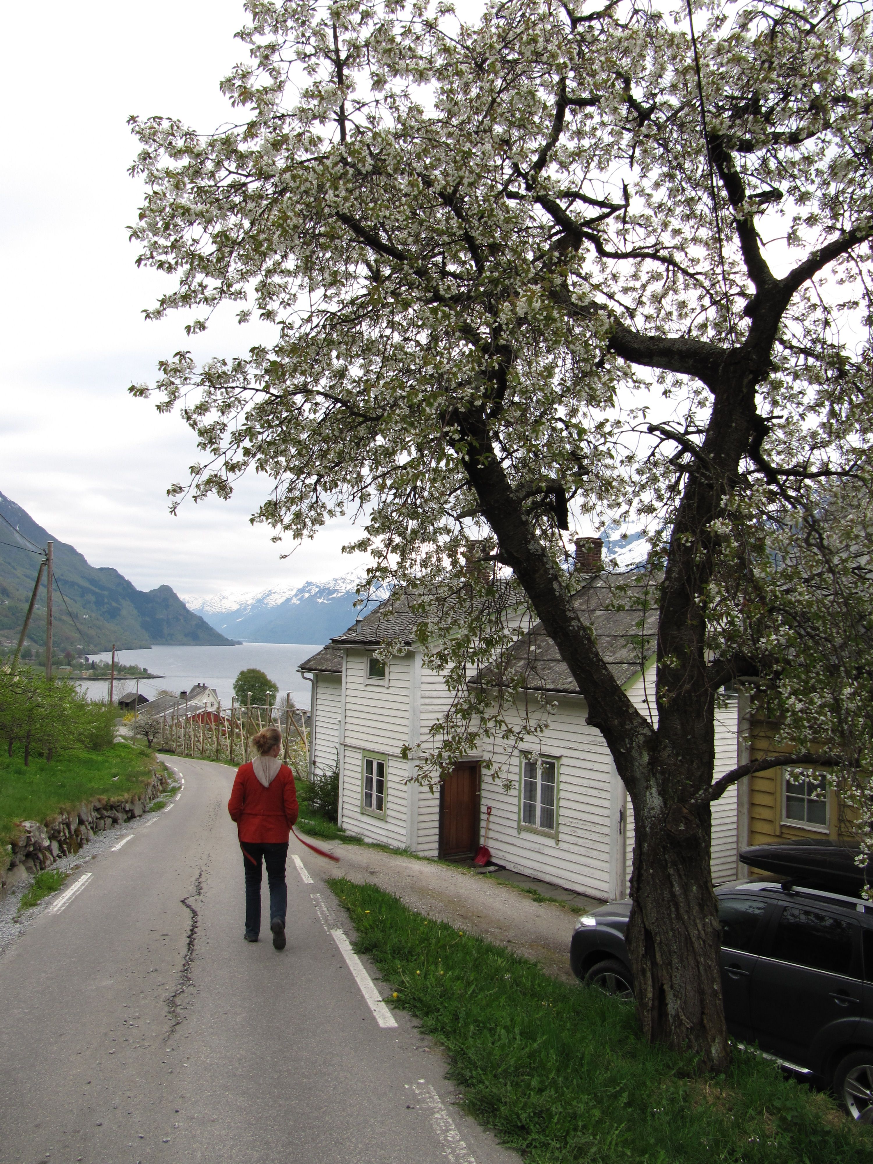 Vandre langs Fruktstien i Hardanger med frukttre i bløming og utsikt mot fjorden.