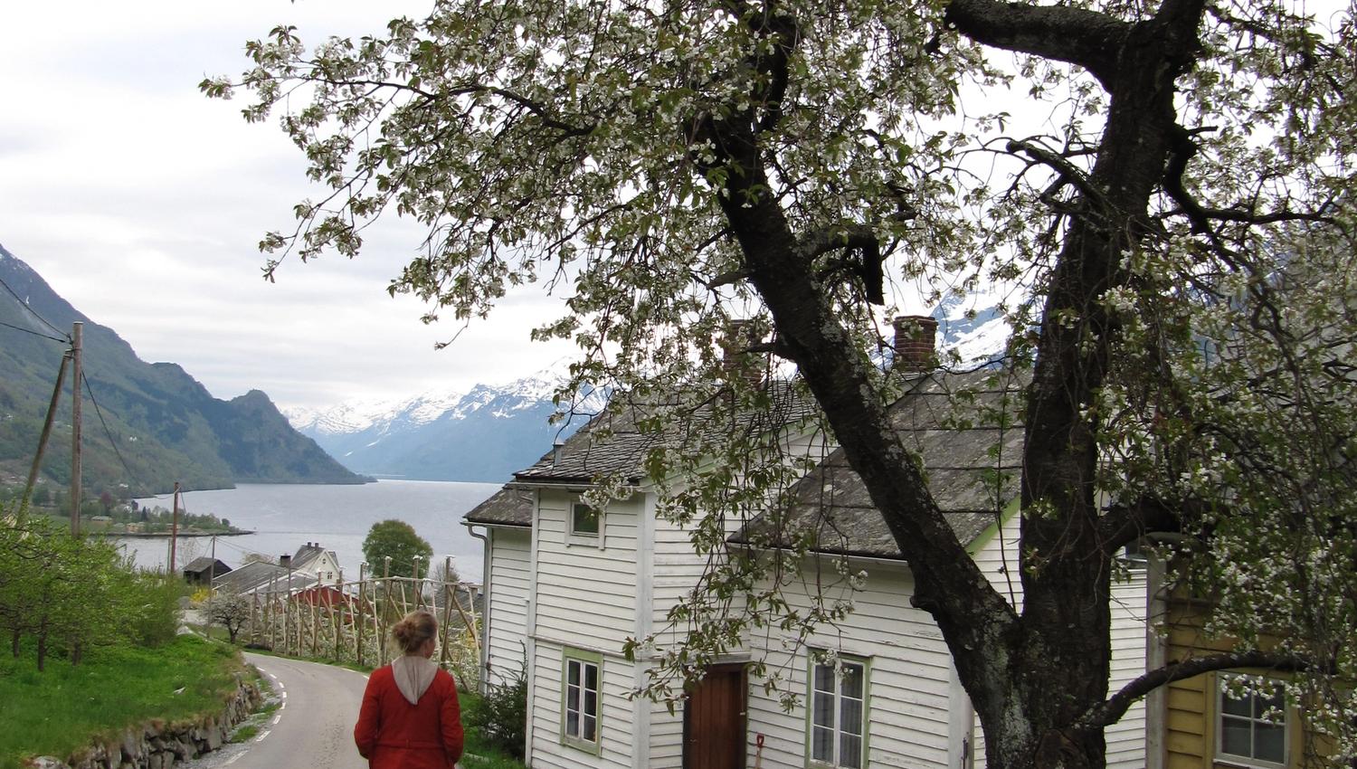 Vandre langs Fruktstien i Hardanger med frukttre i bløming og utsikt mot fjorden.