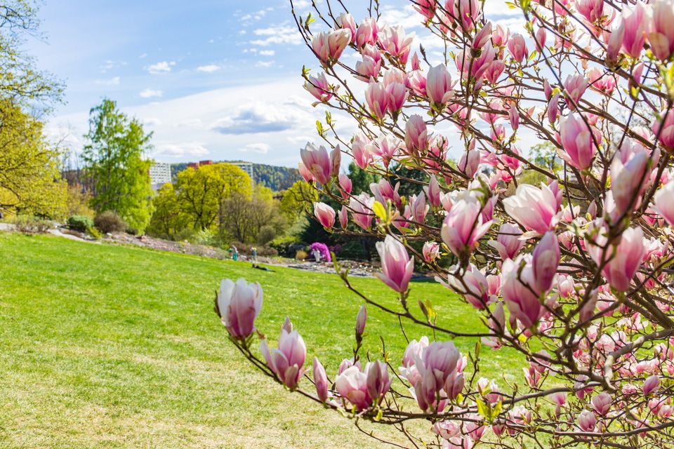 Magnolia i botaniske hage.