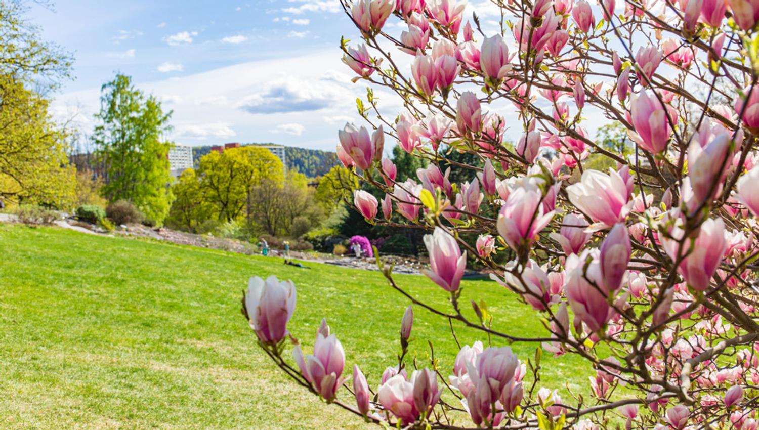 Magnolia i botaniske hage.