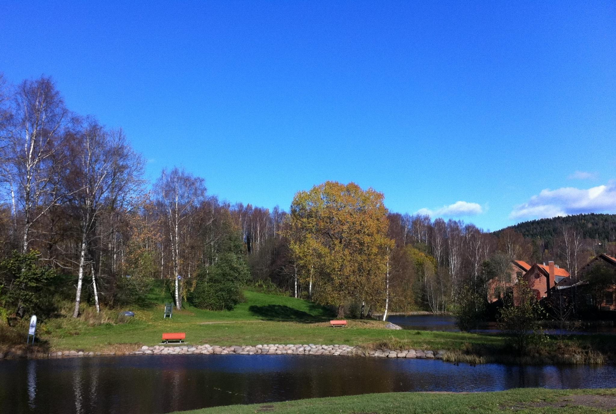 The pond surrounded by trees.