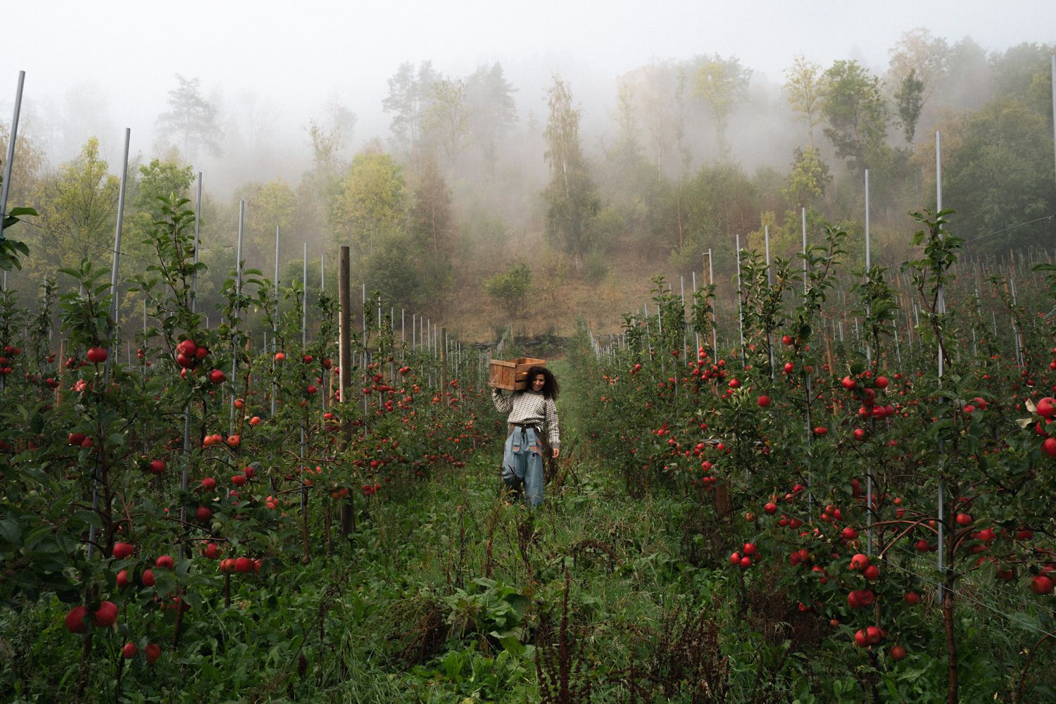 Arbeid i eplehagen til Edel Sider i Hardanger under haustinga.
