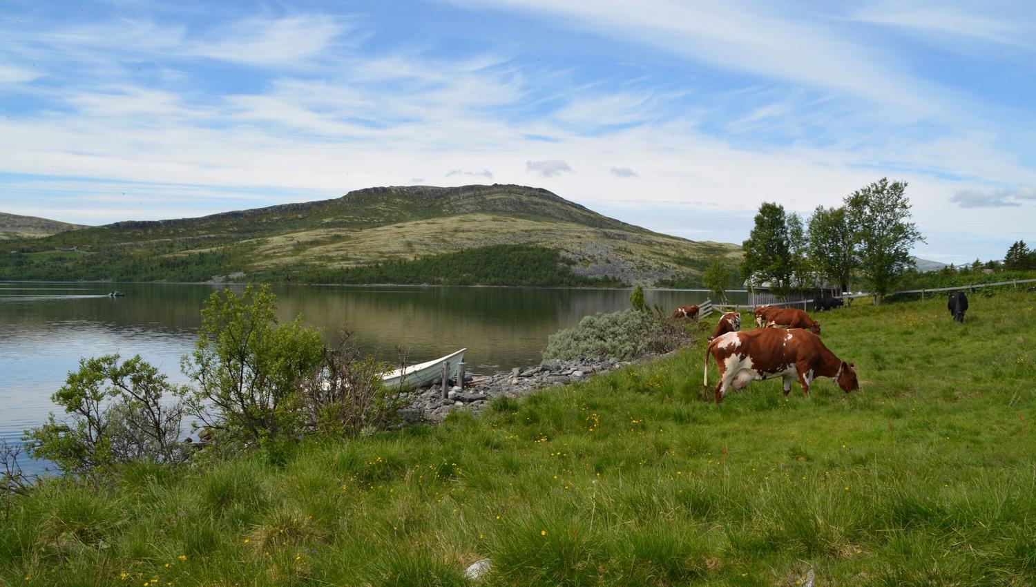 Seteridyll ved båtplassen Foto Julia Hamre (1)_preview