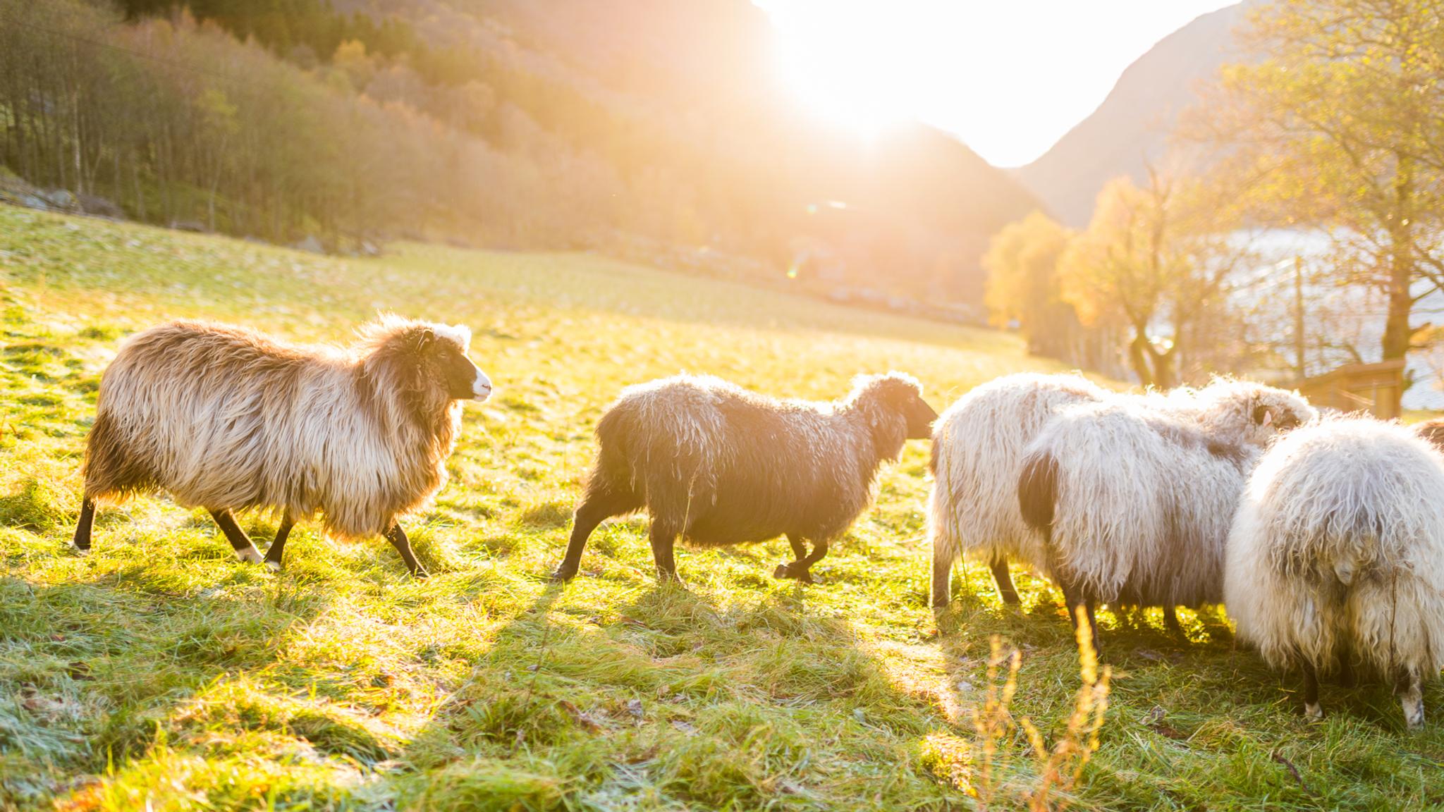 Haukali 333 nær Lysefjorden