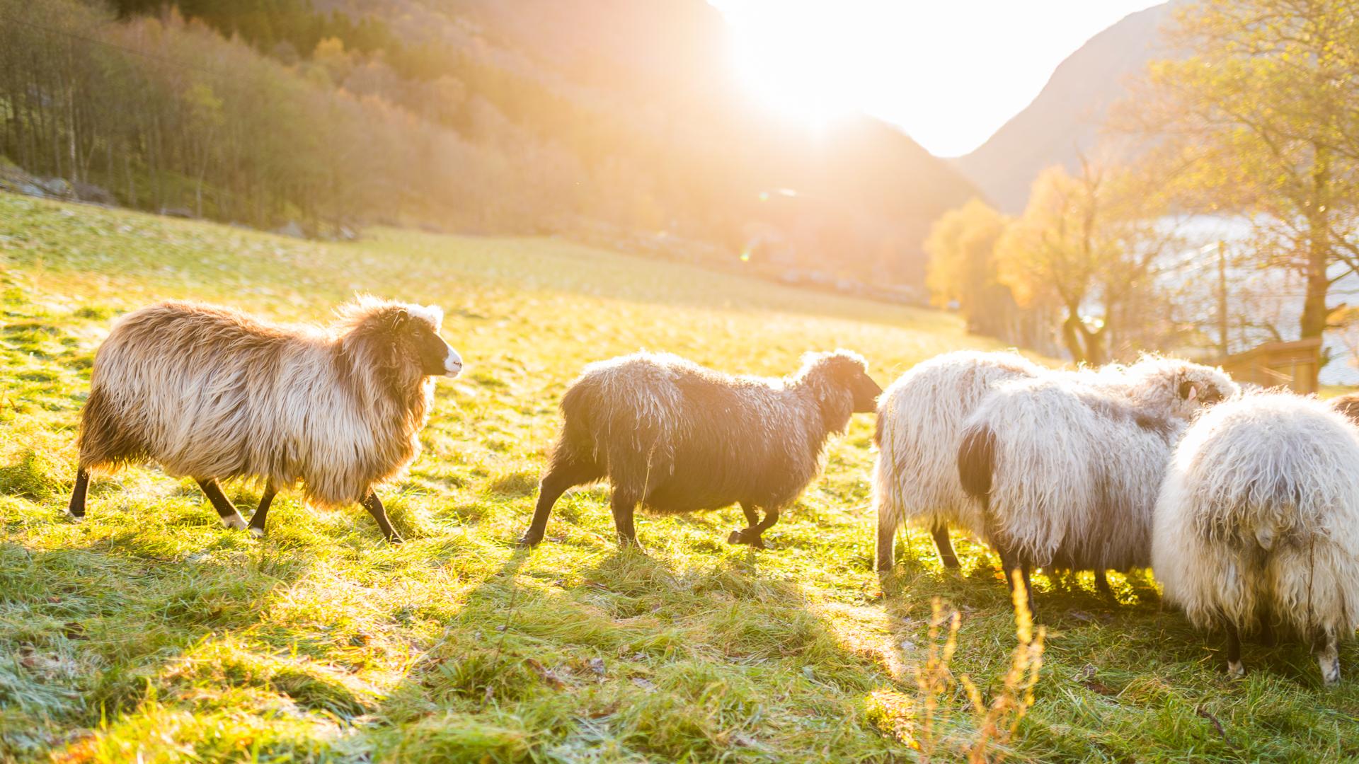 Haukali 333 nær Lysefjorden