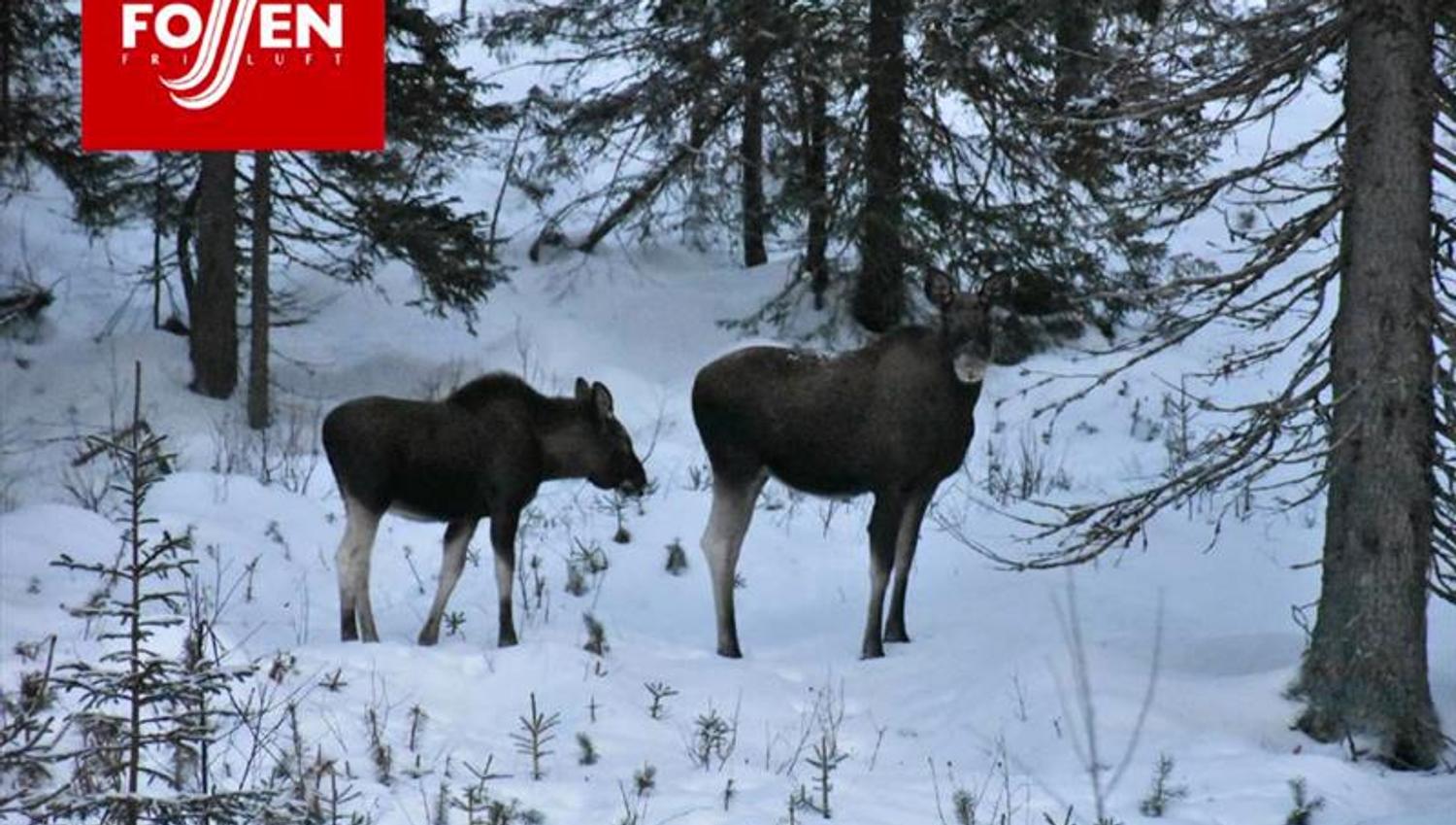two moos in the winter scenary