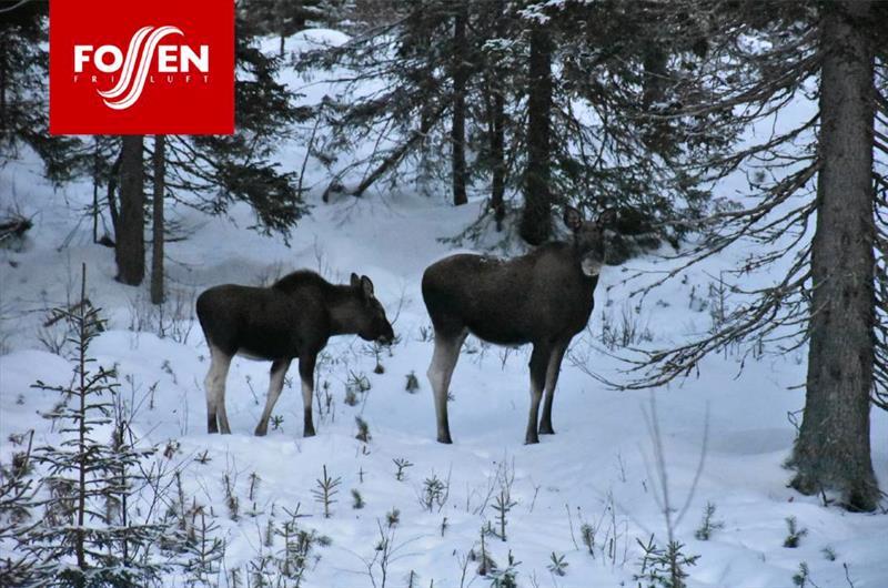 to elg i vinterlandskap