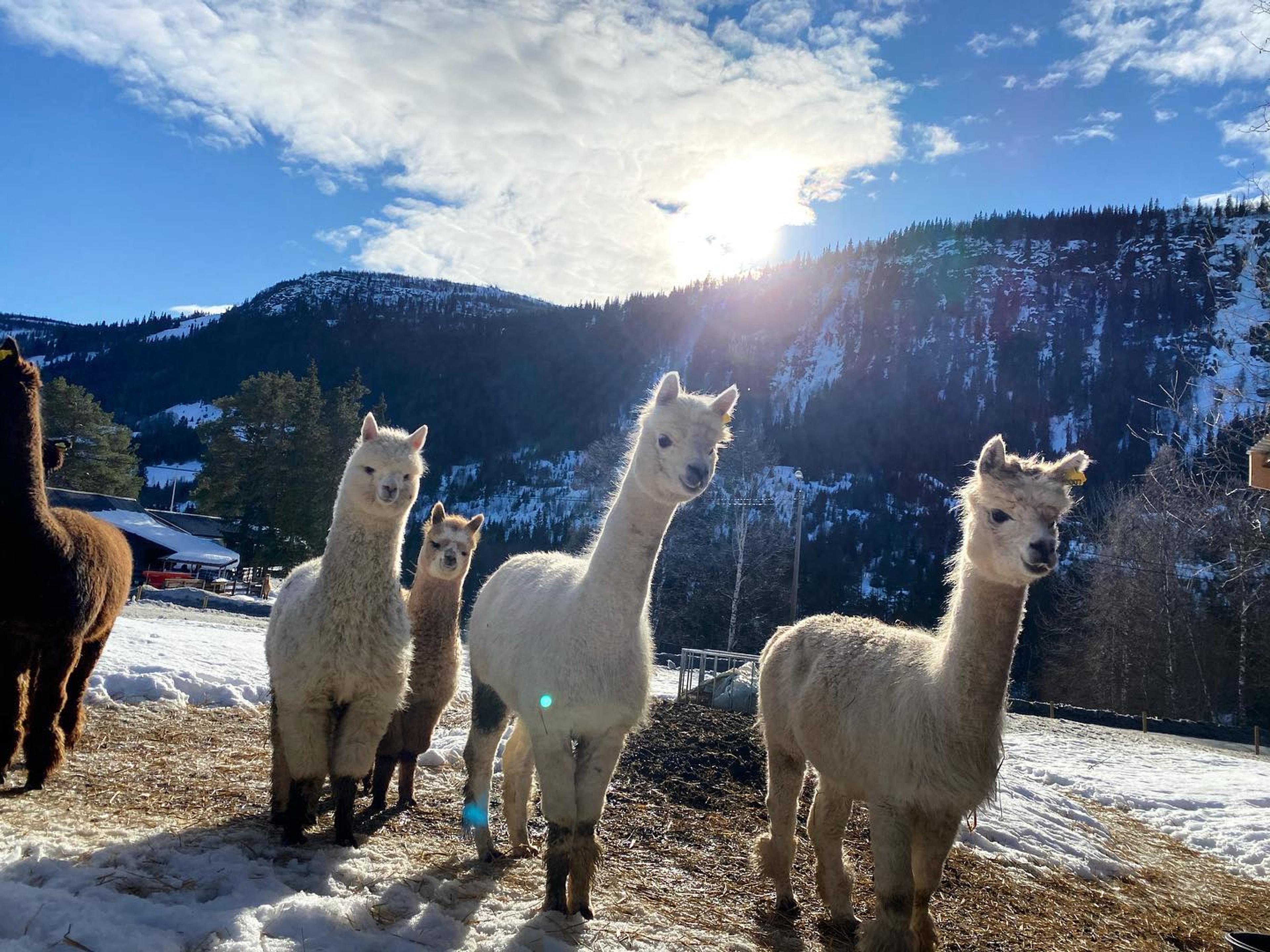 Fjellgla-alpakka-ål-i-hallingdal4