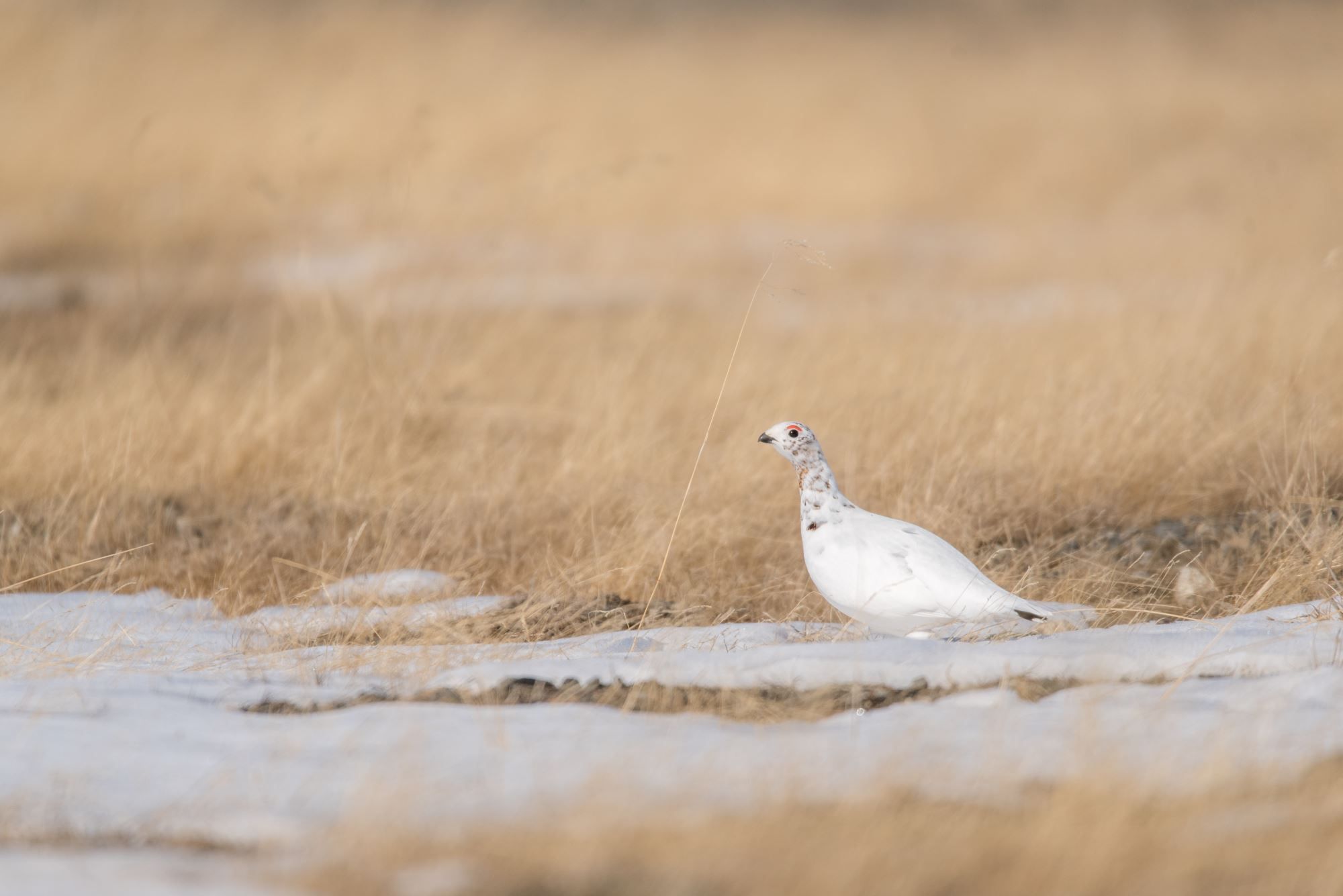 Bird watching with guide