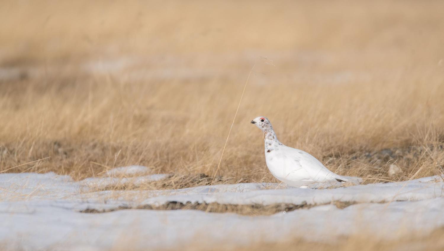 Bird watching with guide