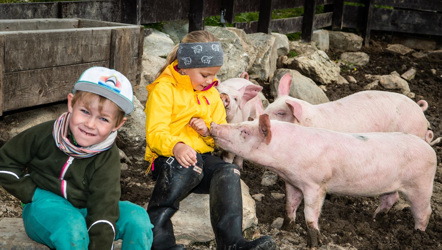 Selstali Seter griser Fotograf Jacobsen