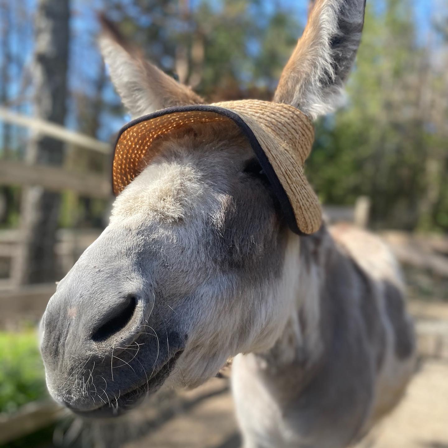 A donkey with a sun hat