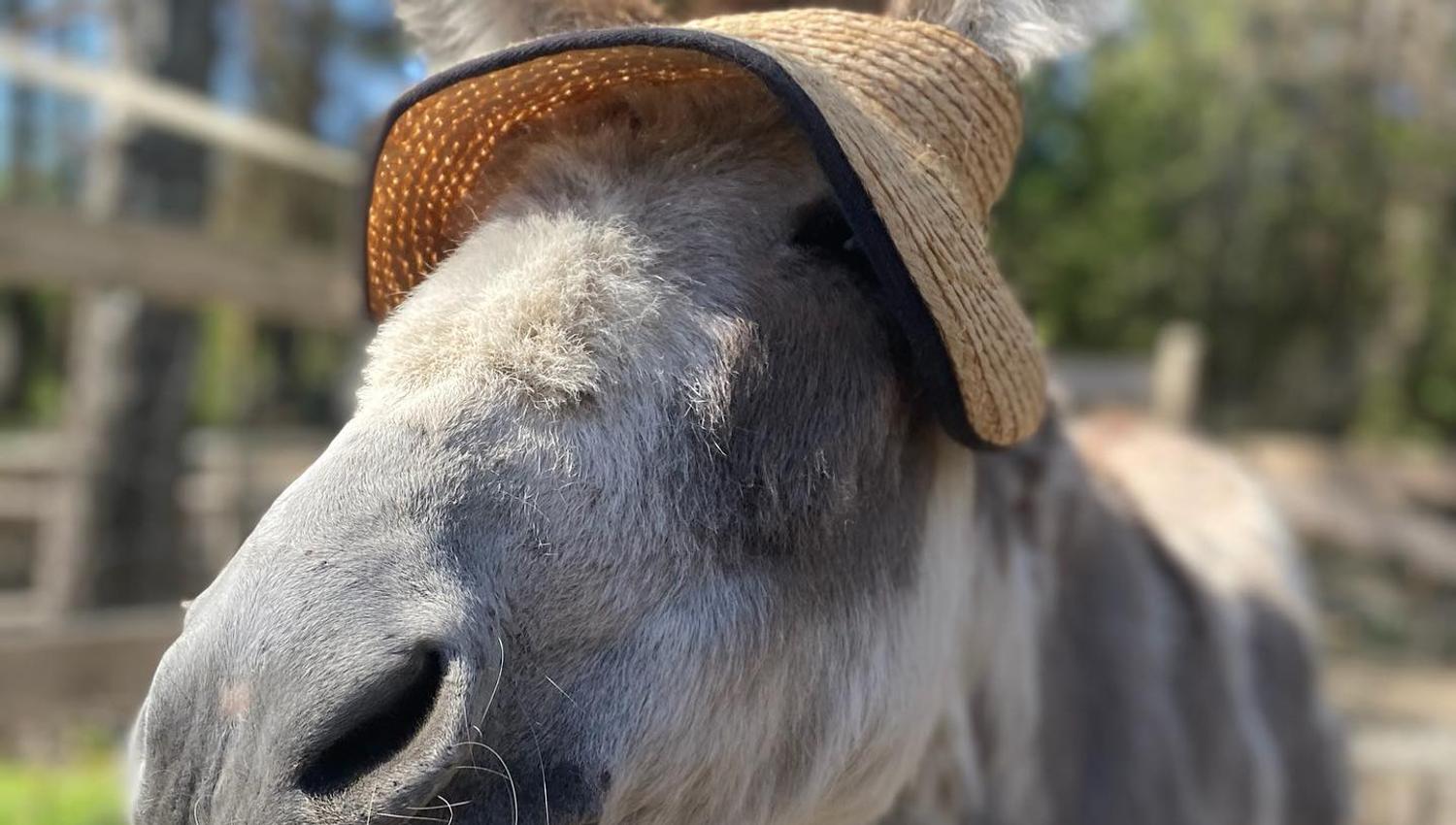A donkey with a sun hat