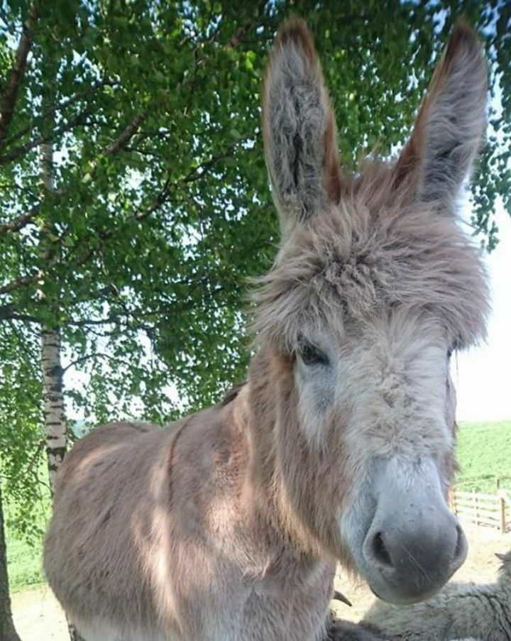 A donkey