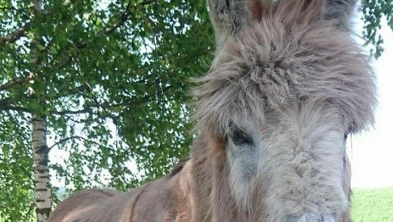 A donkey