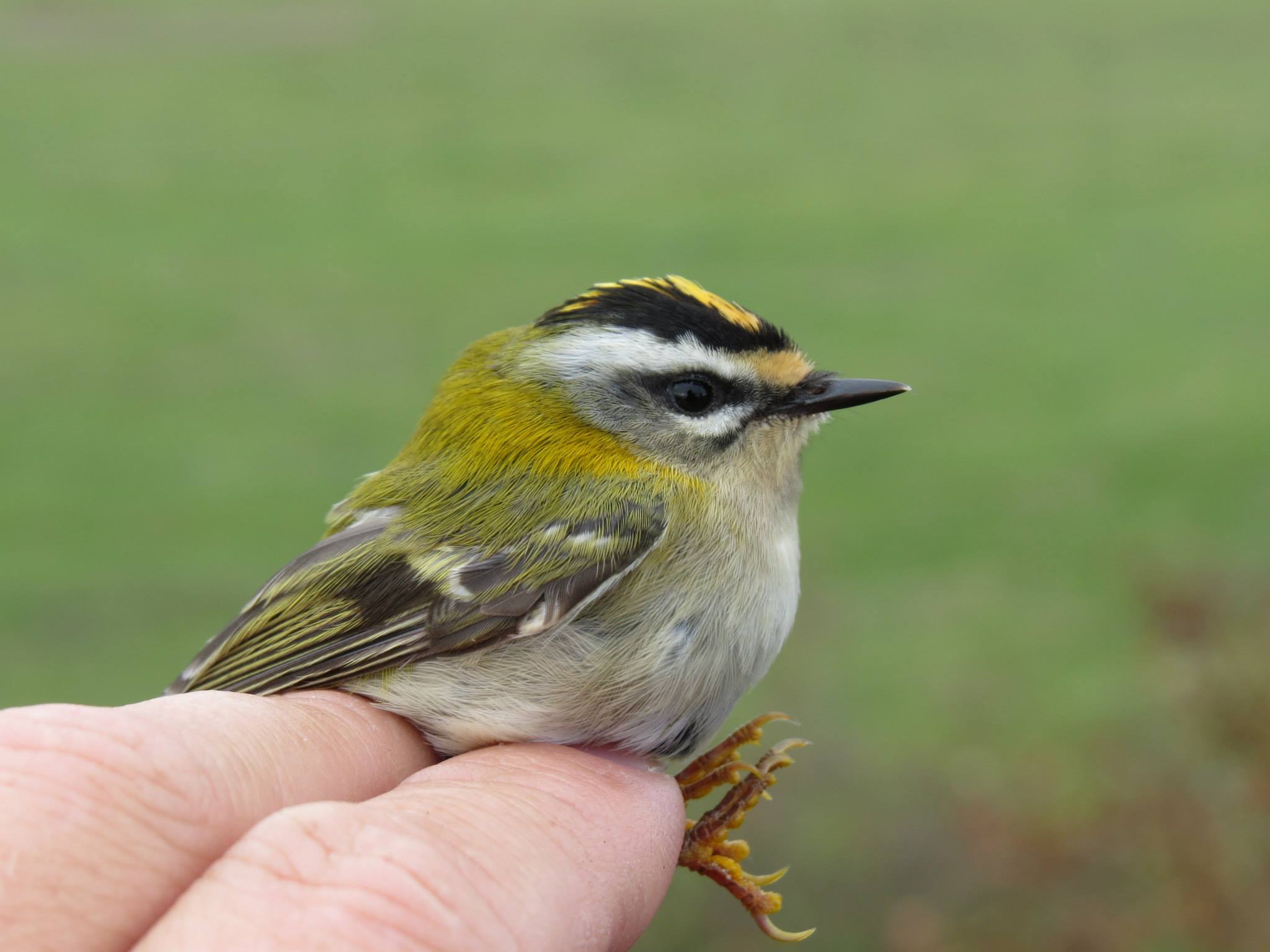Jomfruland fuglestasjon Rødtoppfuglekonge